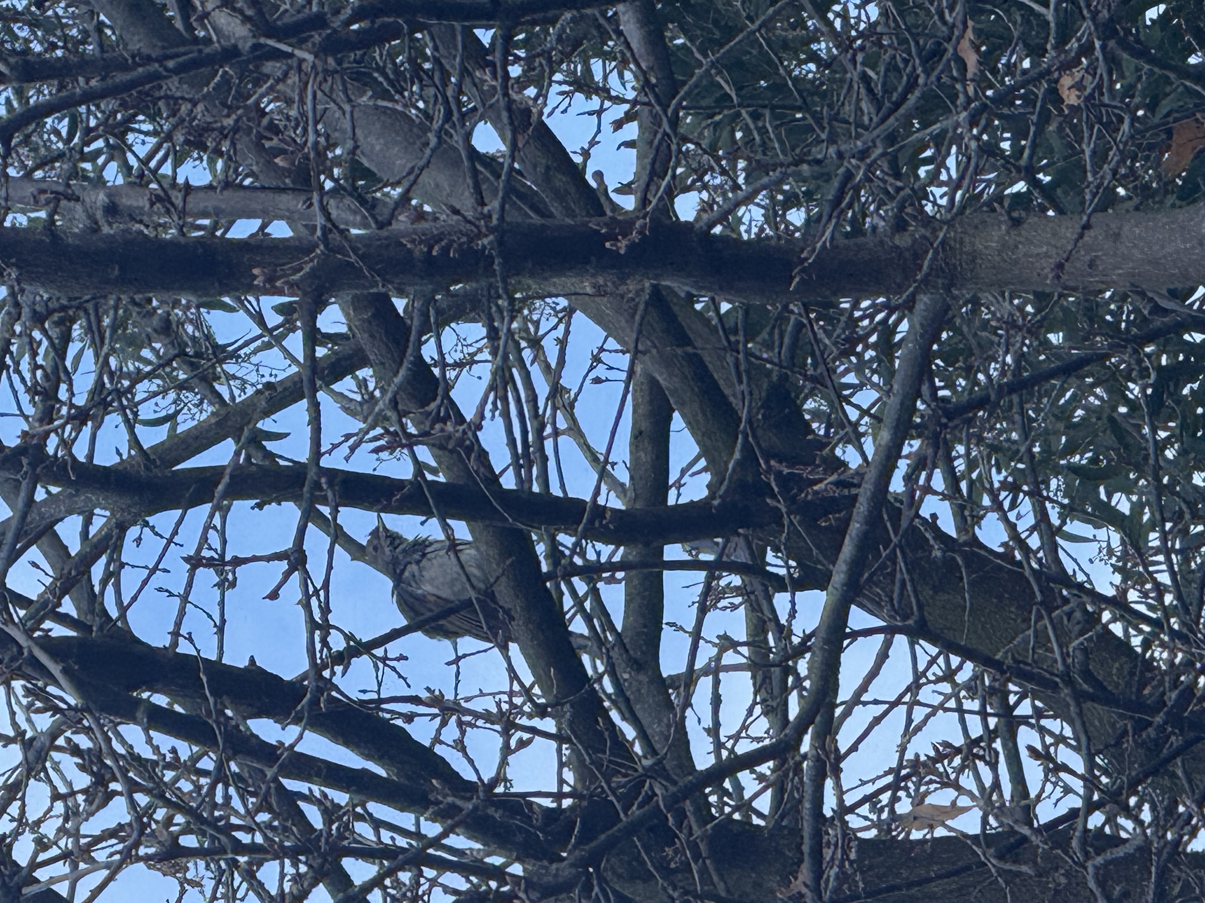 最近認識された鳥の写真
