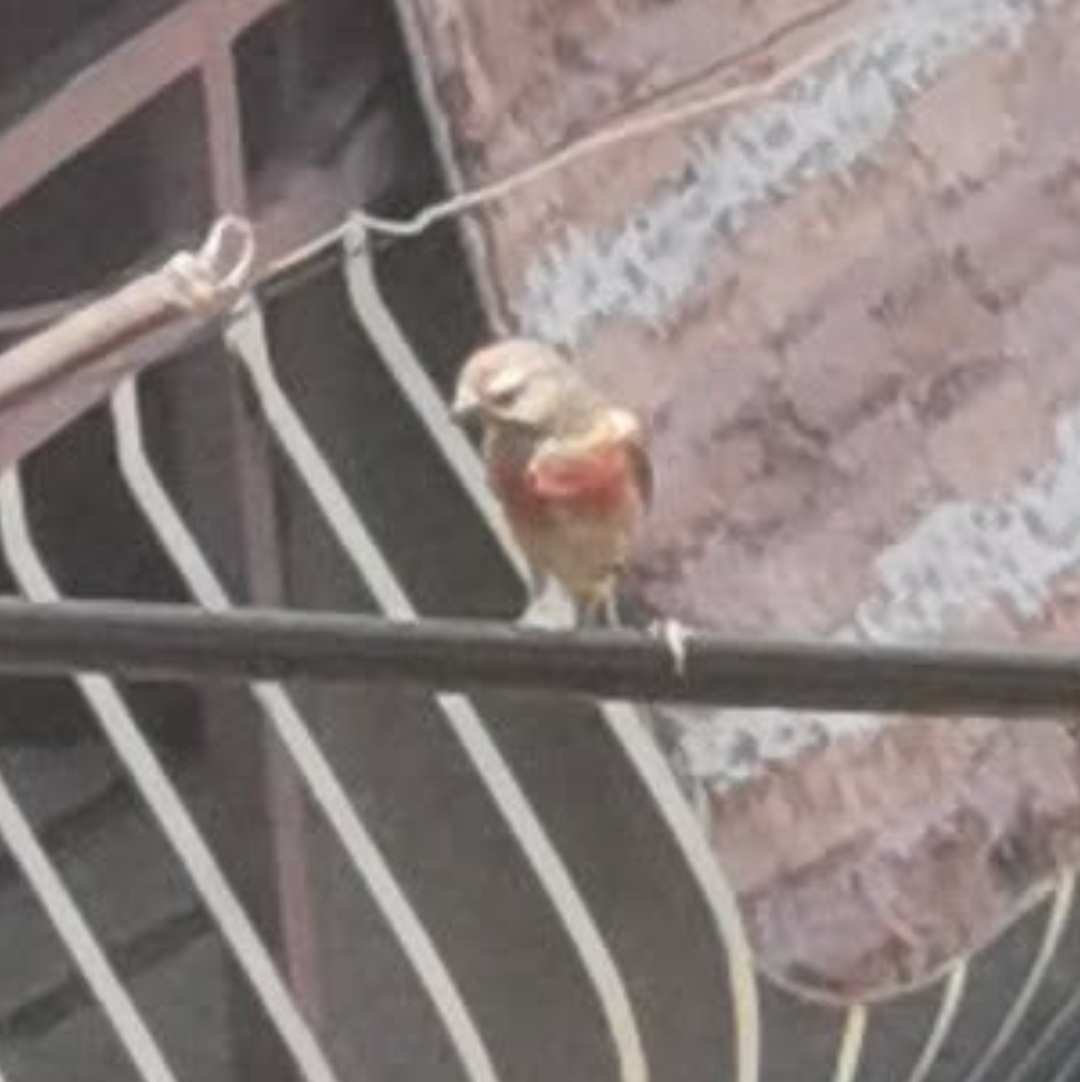 最近認識された鳥の写真