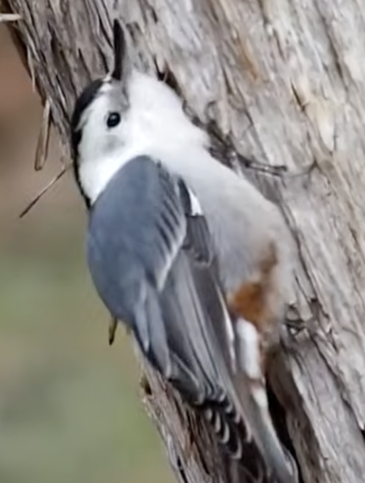 最近認識された鳥の写真