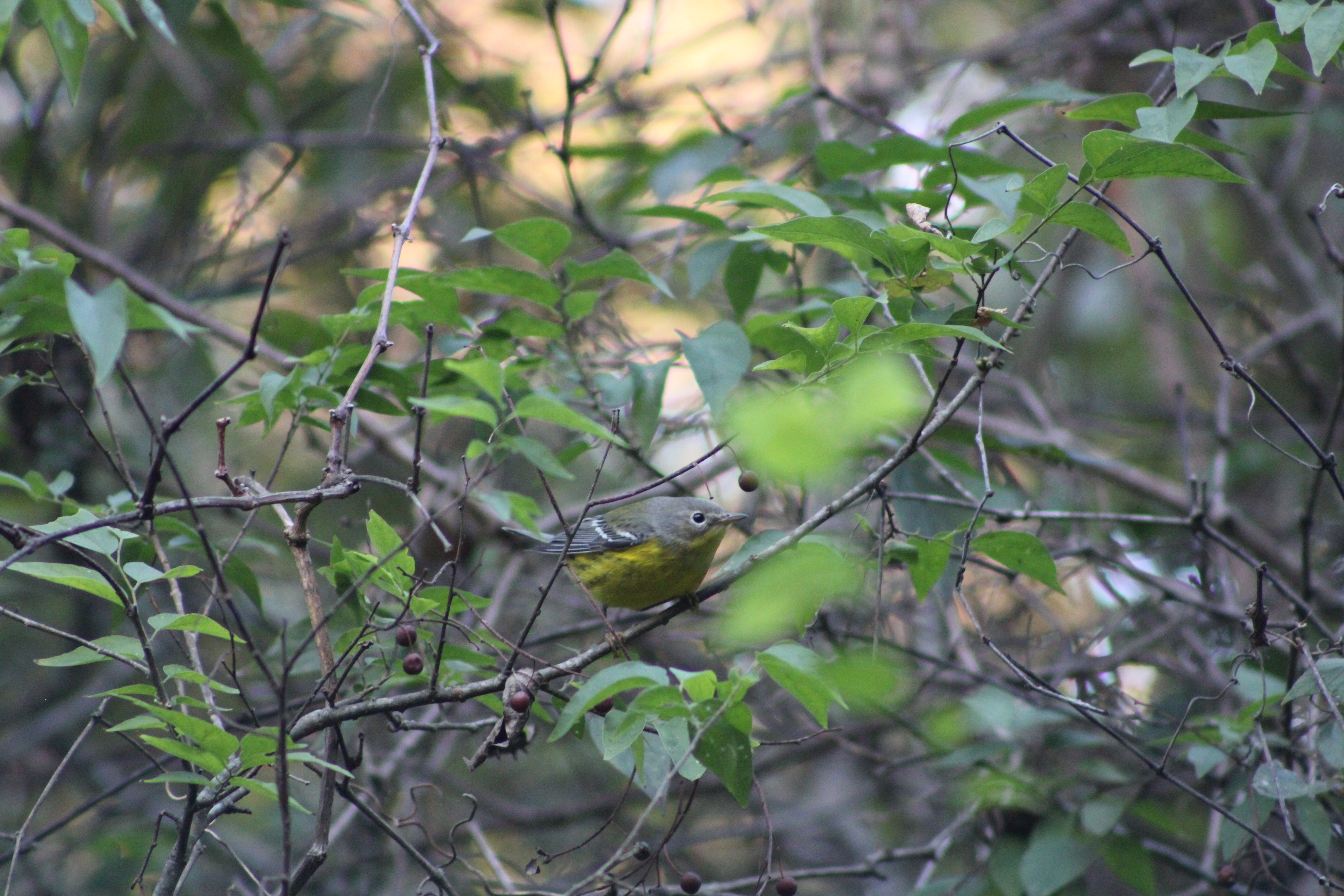 最近認識された鳥の写真