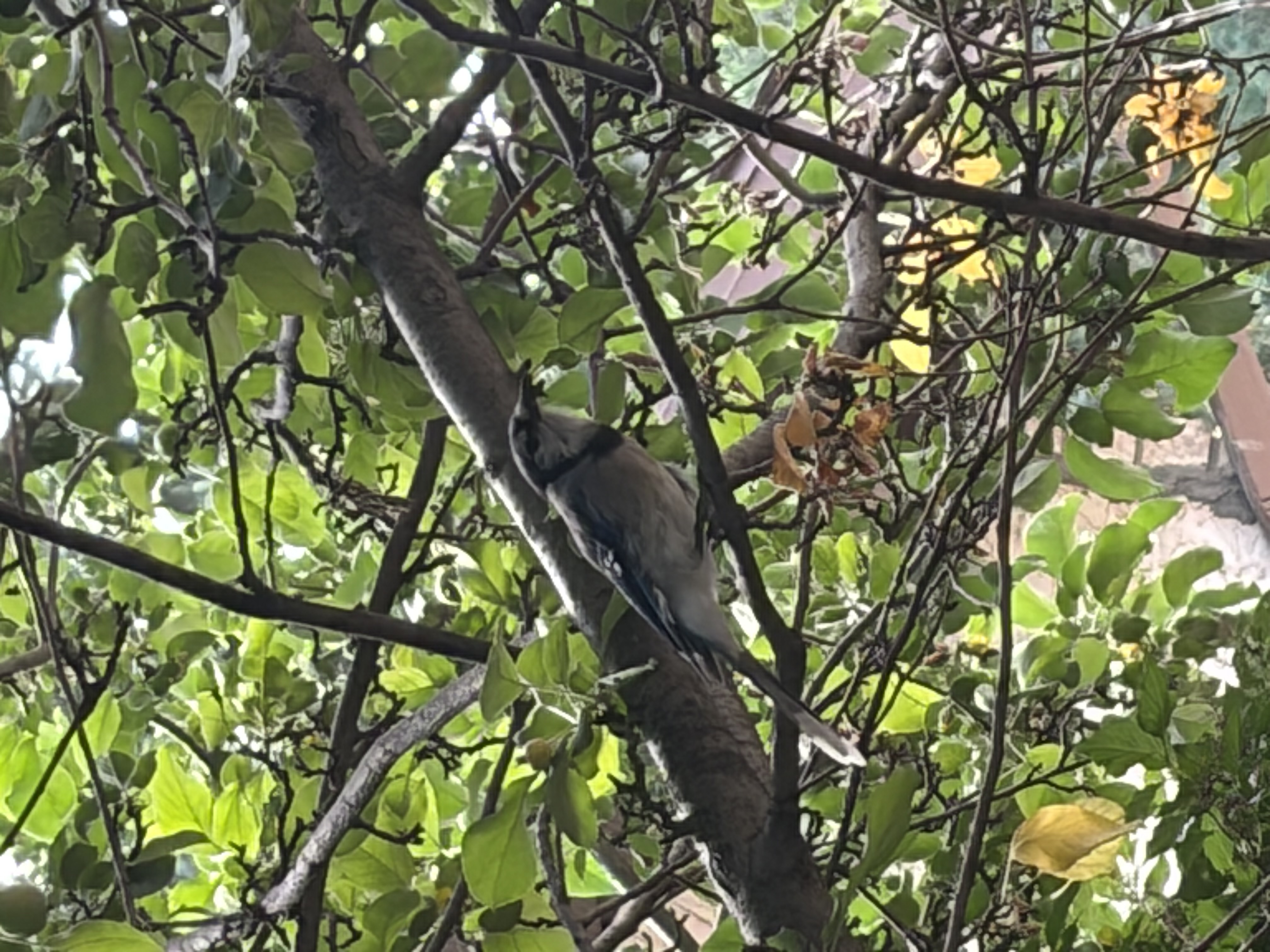 最近認識された鳥の写真