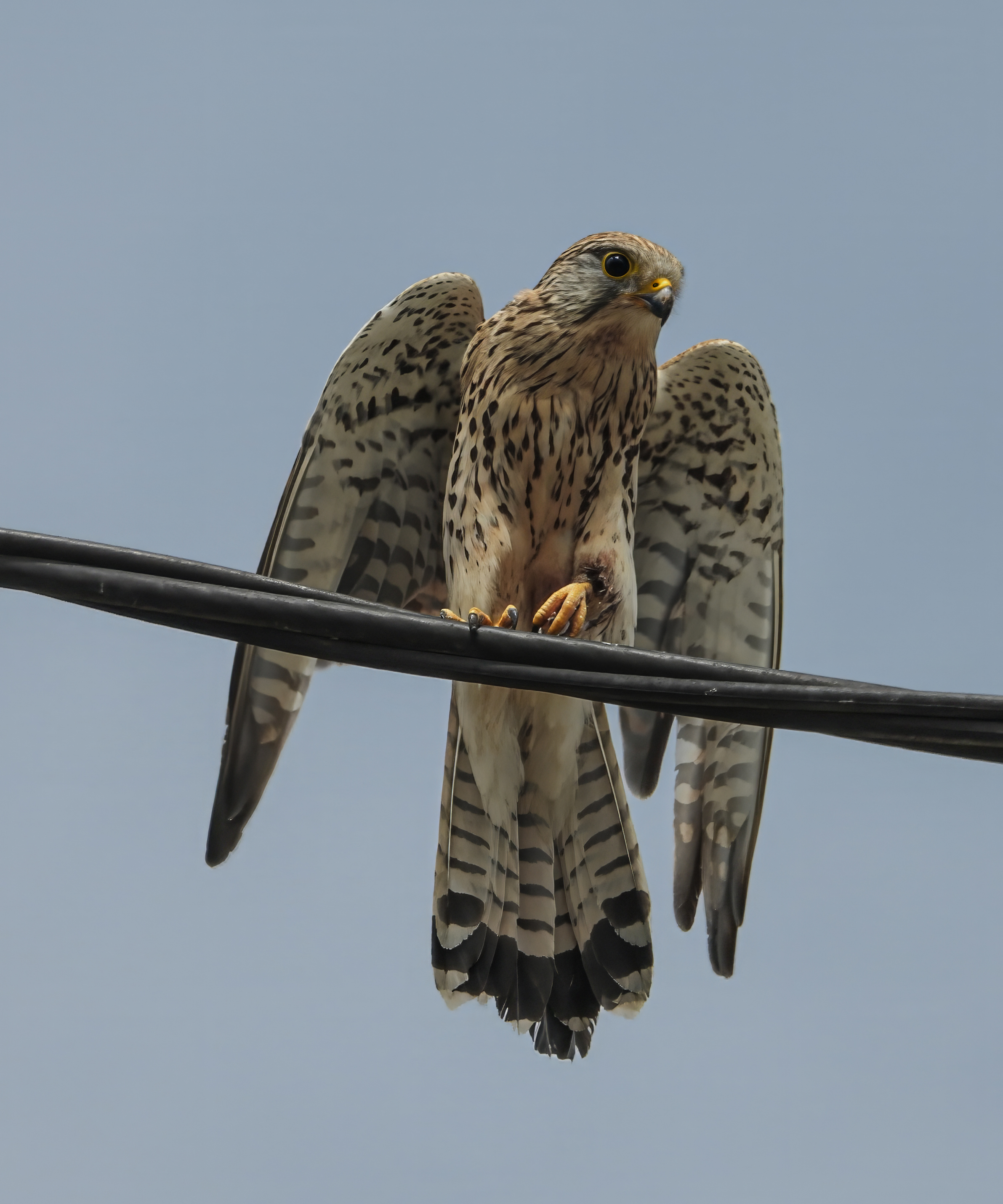 最近認識された鳥の写真