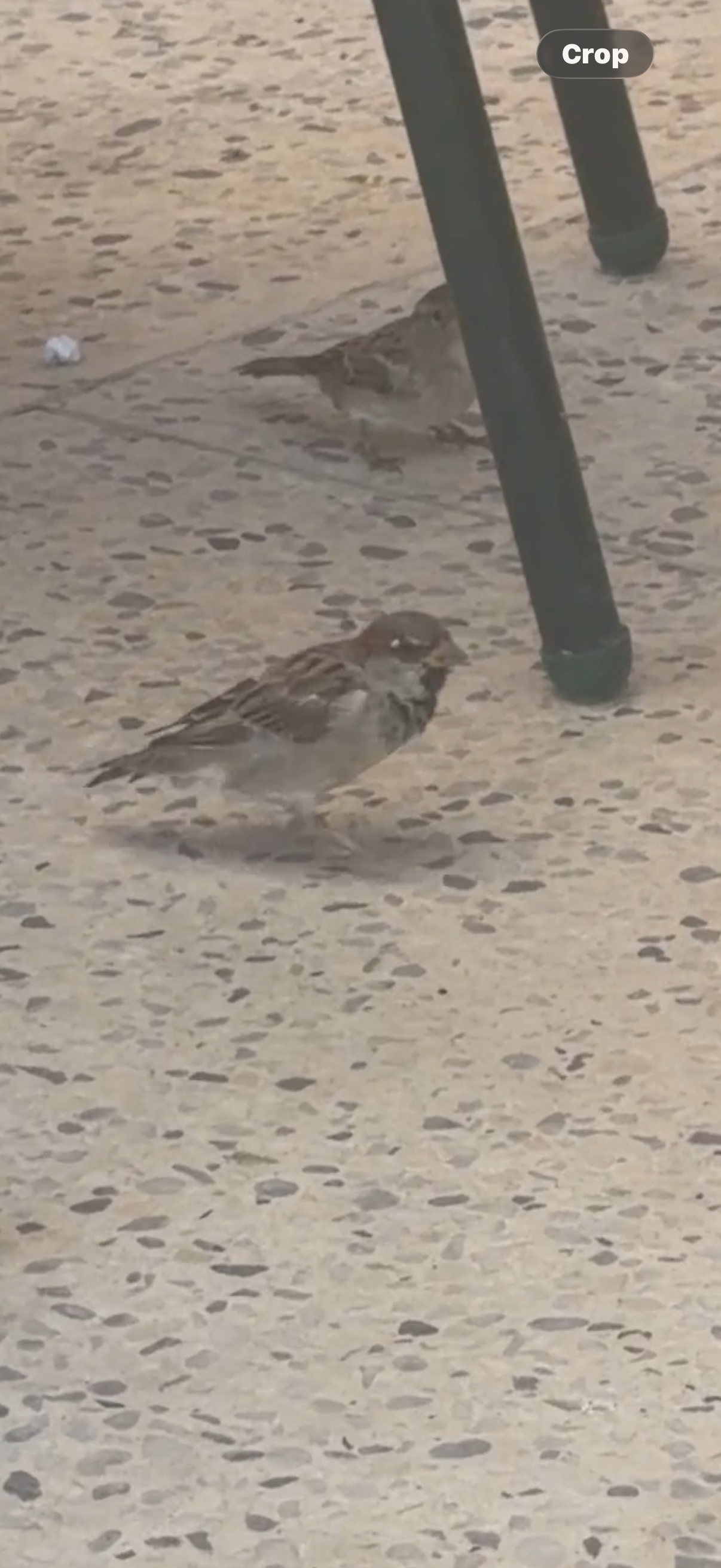 House Sparrow