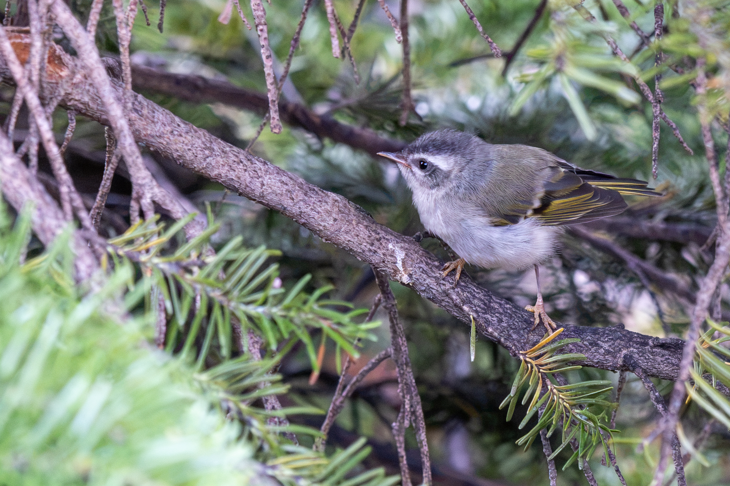 Red-eyed Vireo