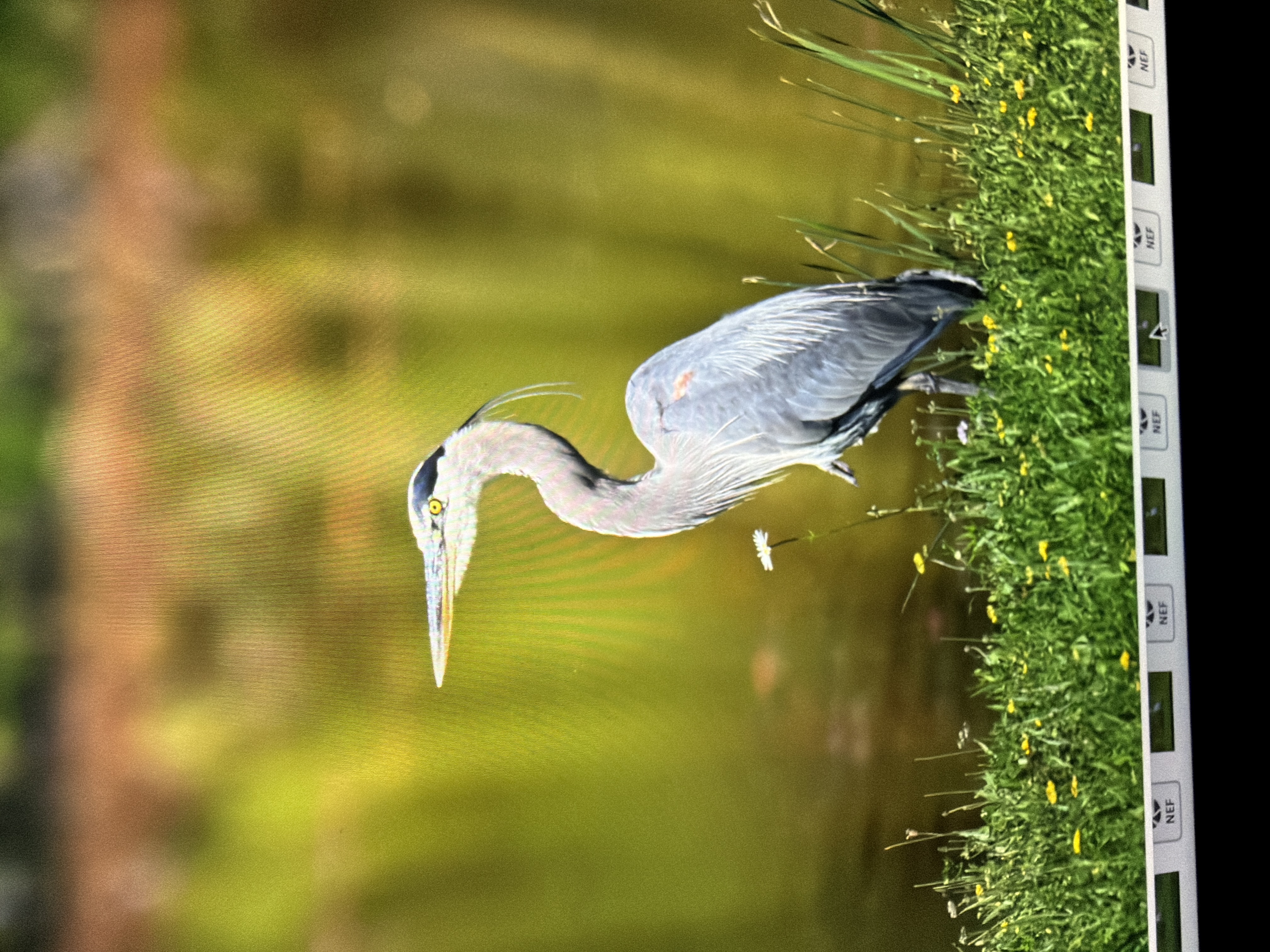 最近認識された鳥の写真
