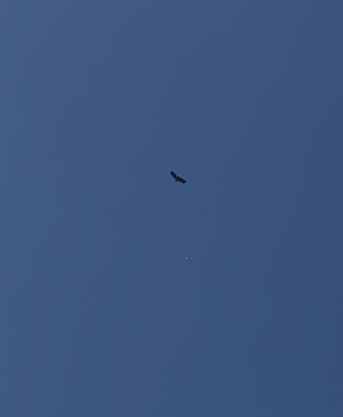 最近認識された鳥の写真