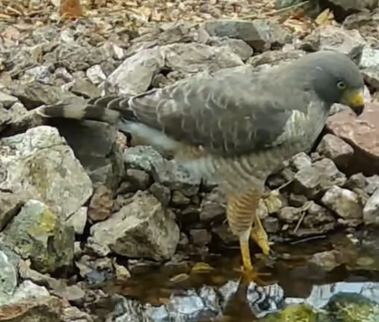 最近認識された鳥の写真