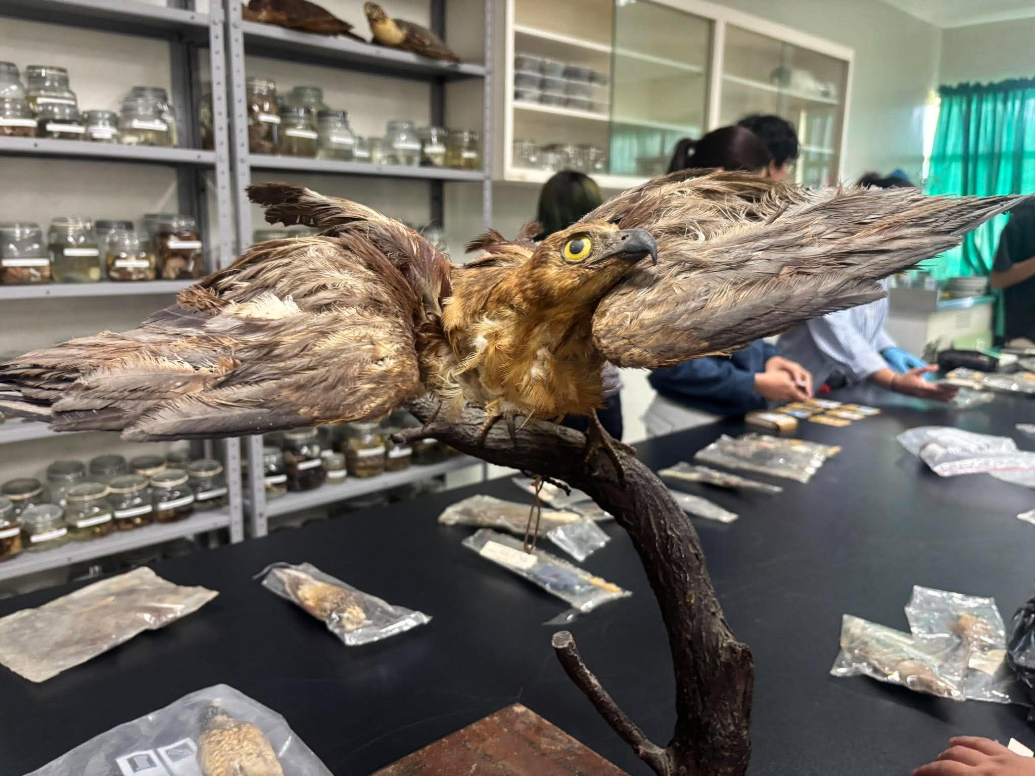 Recent bird photo