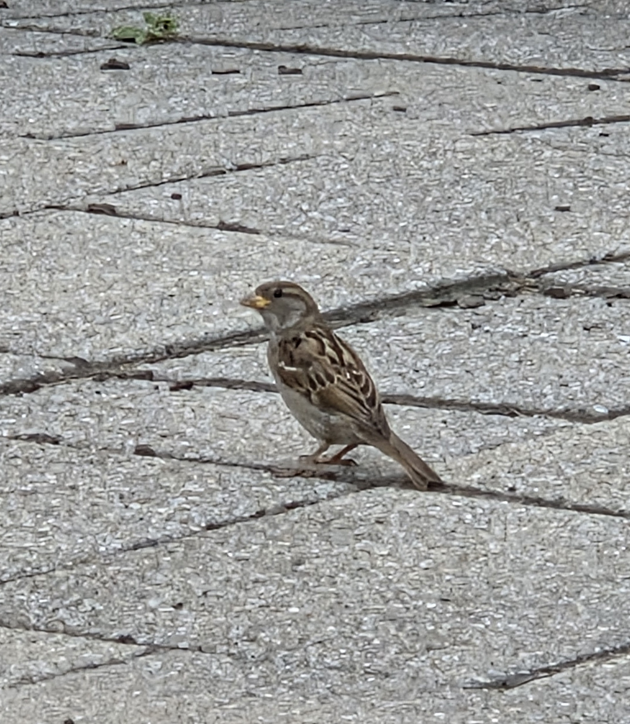 最近認識された鳥の写真