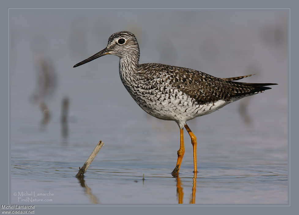 Recent bird photo