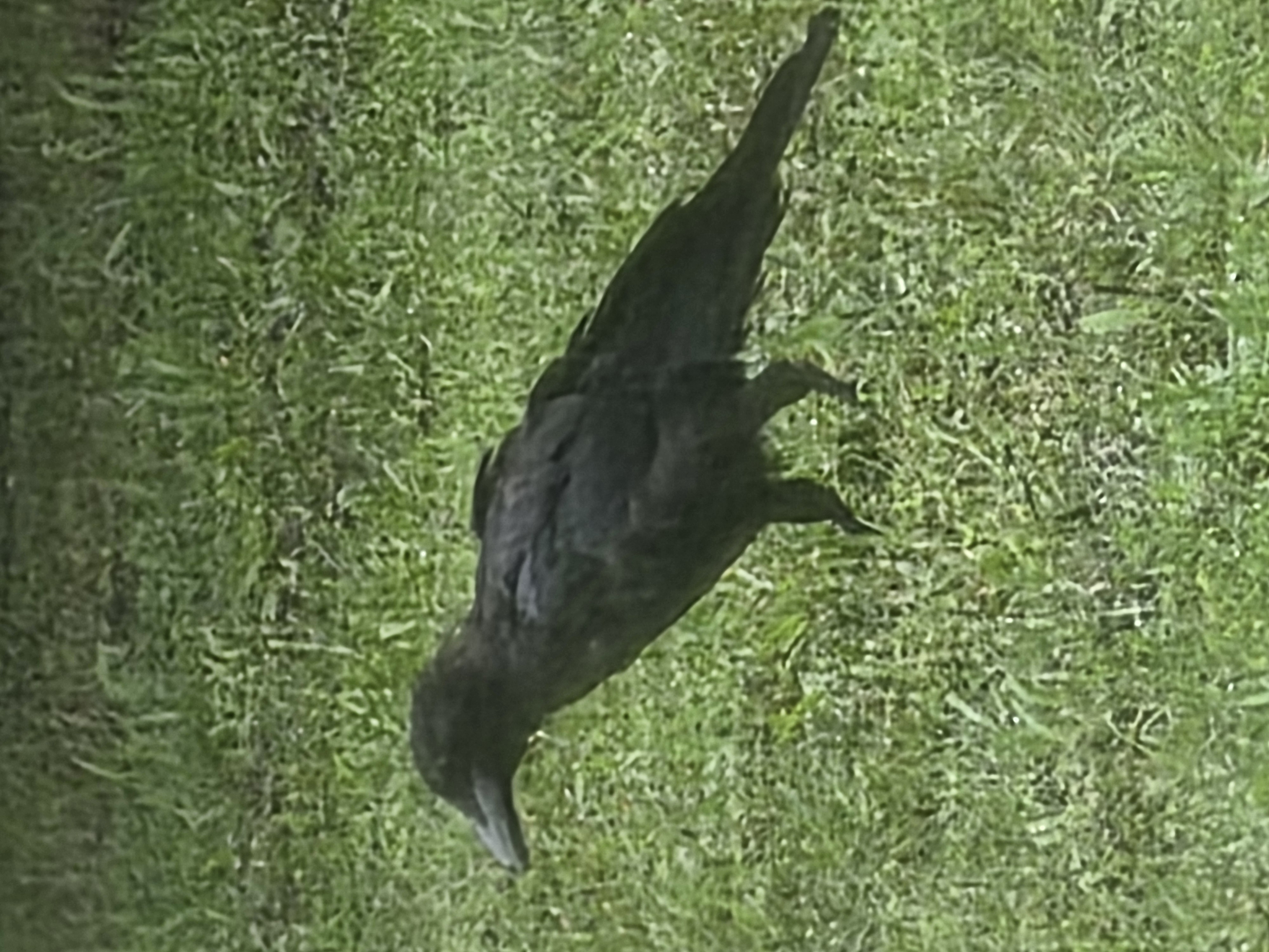 最近認識された鳥の写真