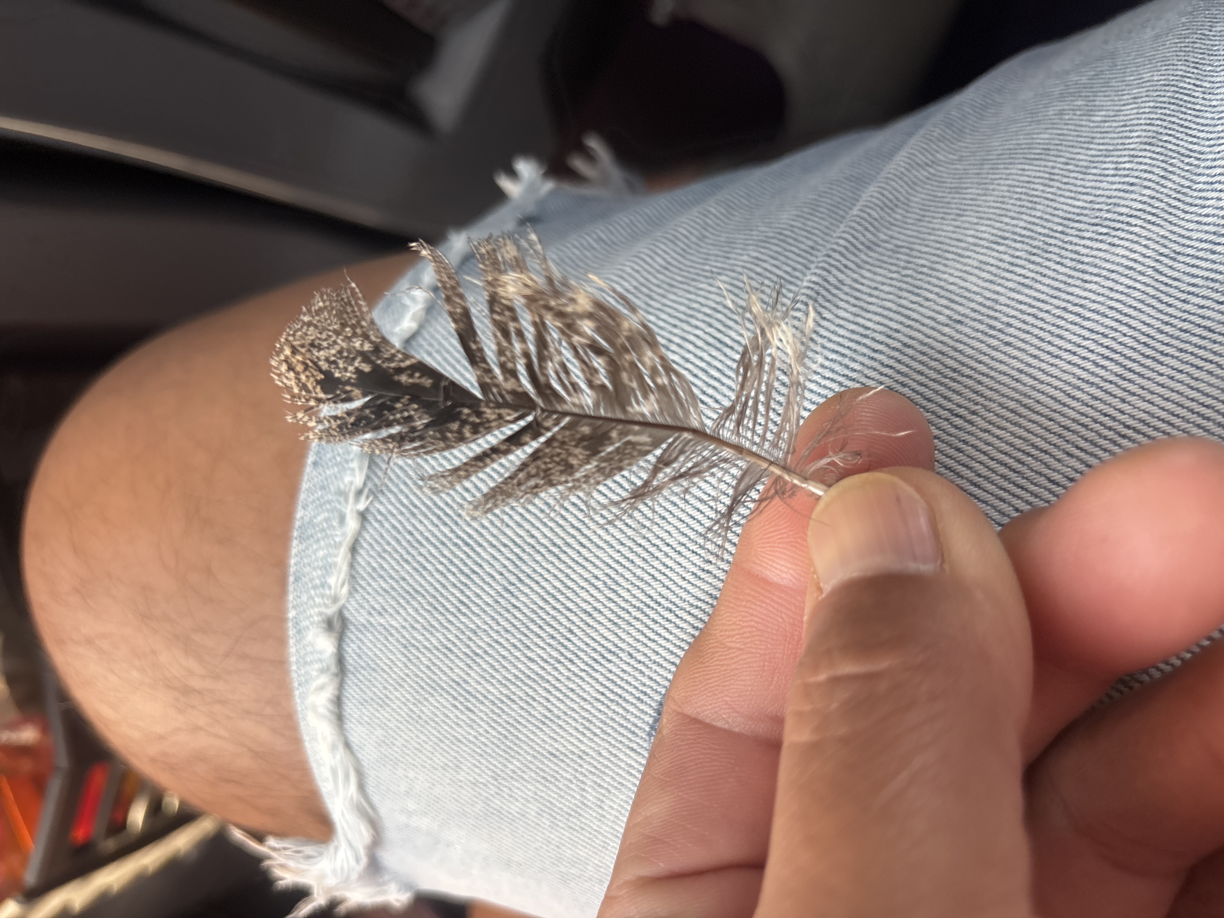 最近辨識的鳥類圖片