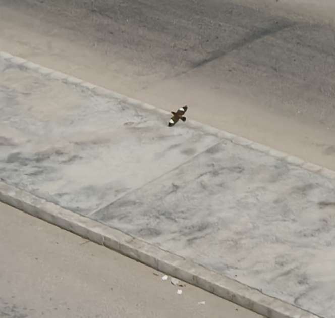 Recent bird photo