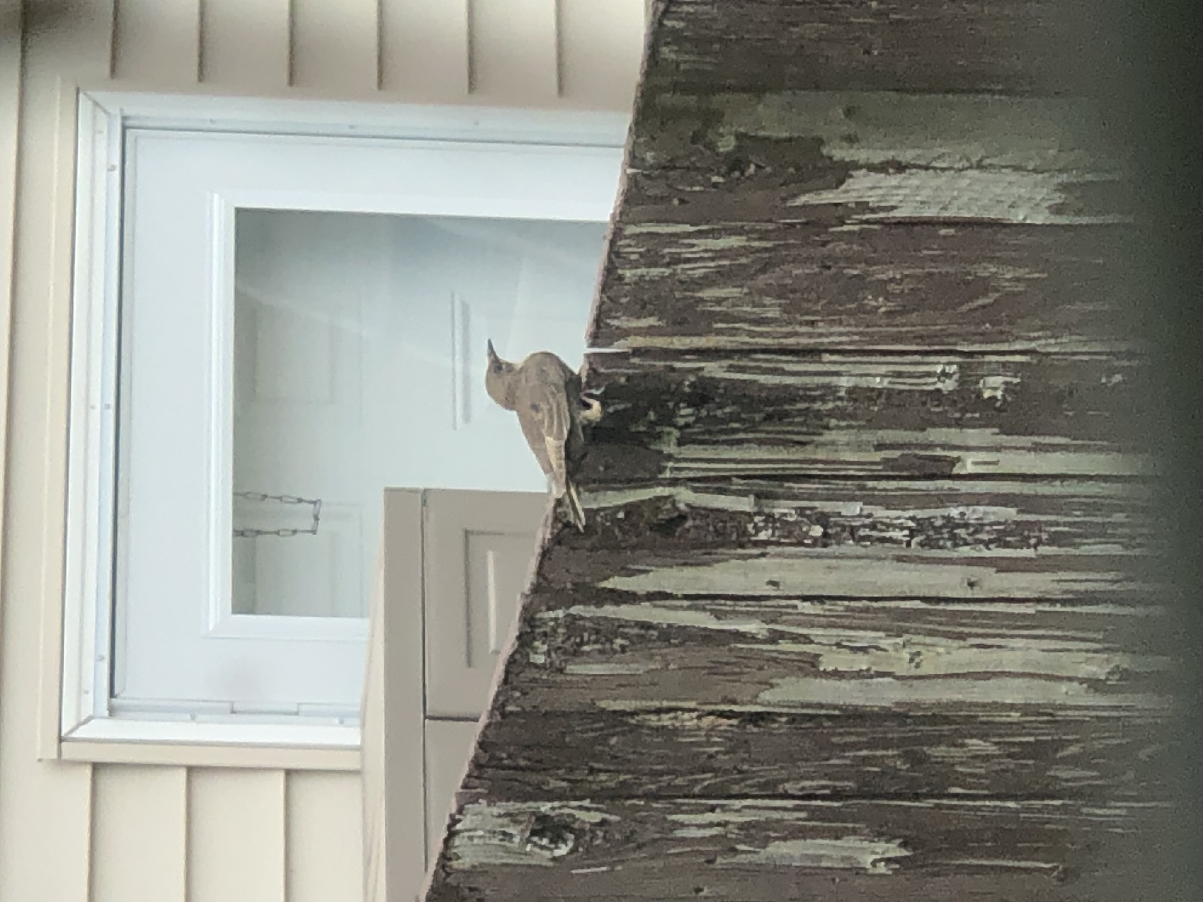 最近認識された鳥の写真