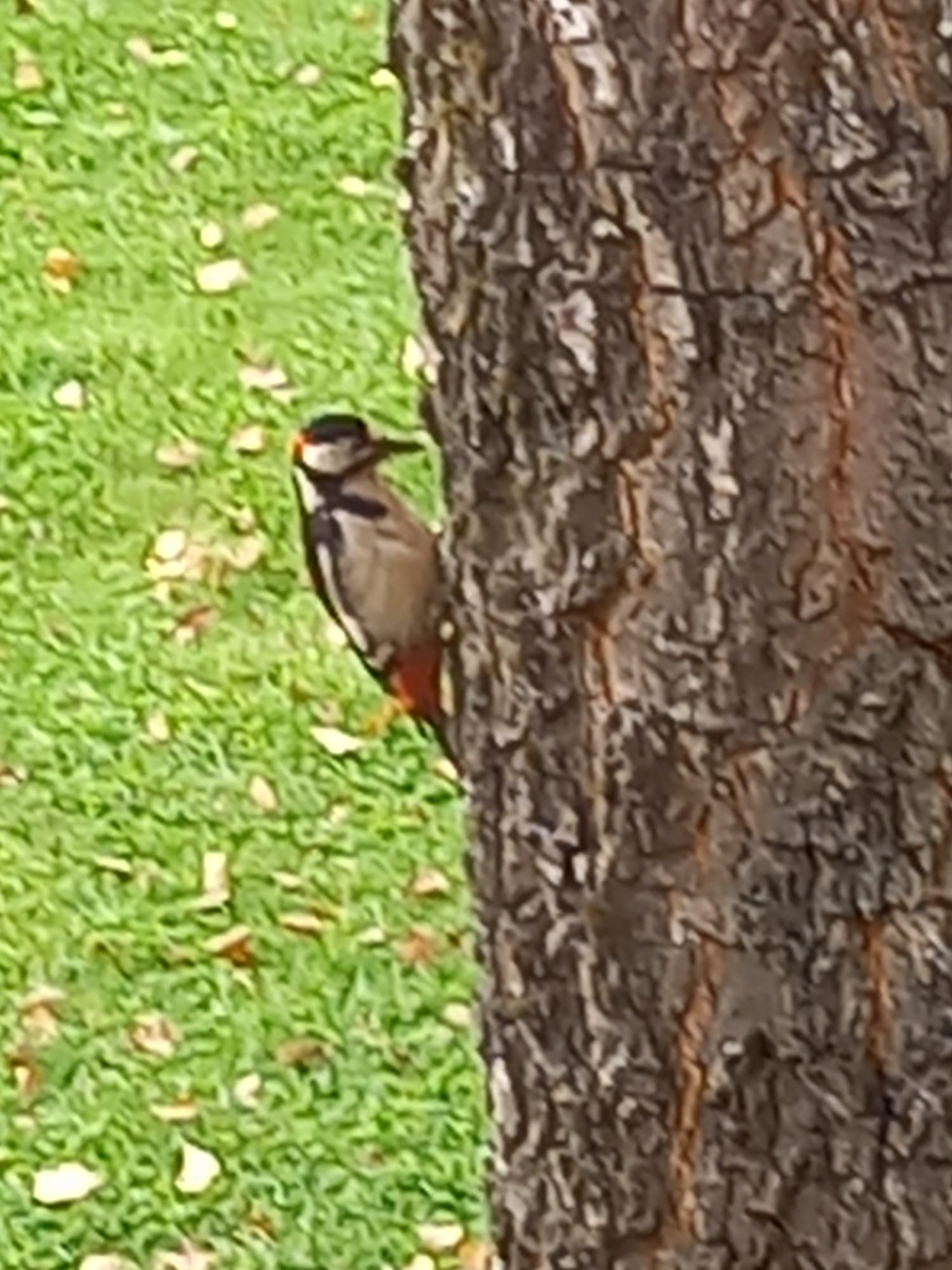 最近辨識的鳥類圖片