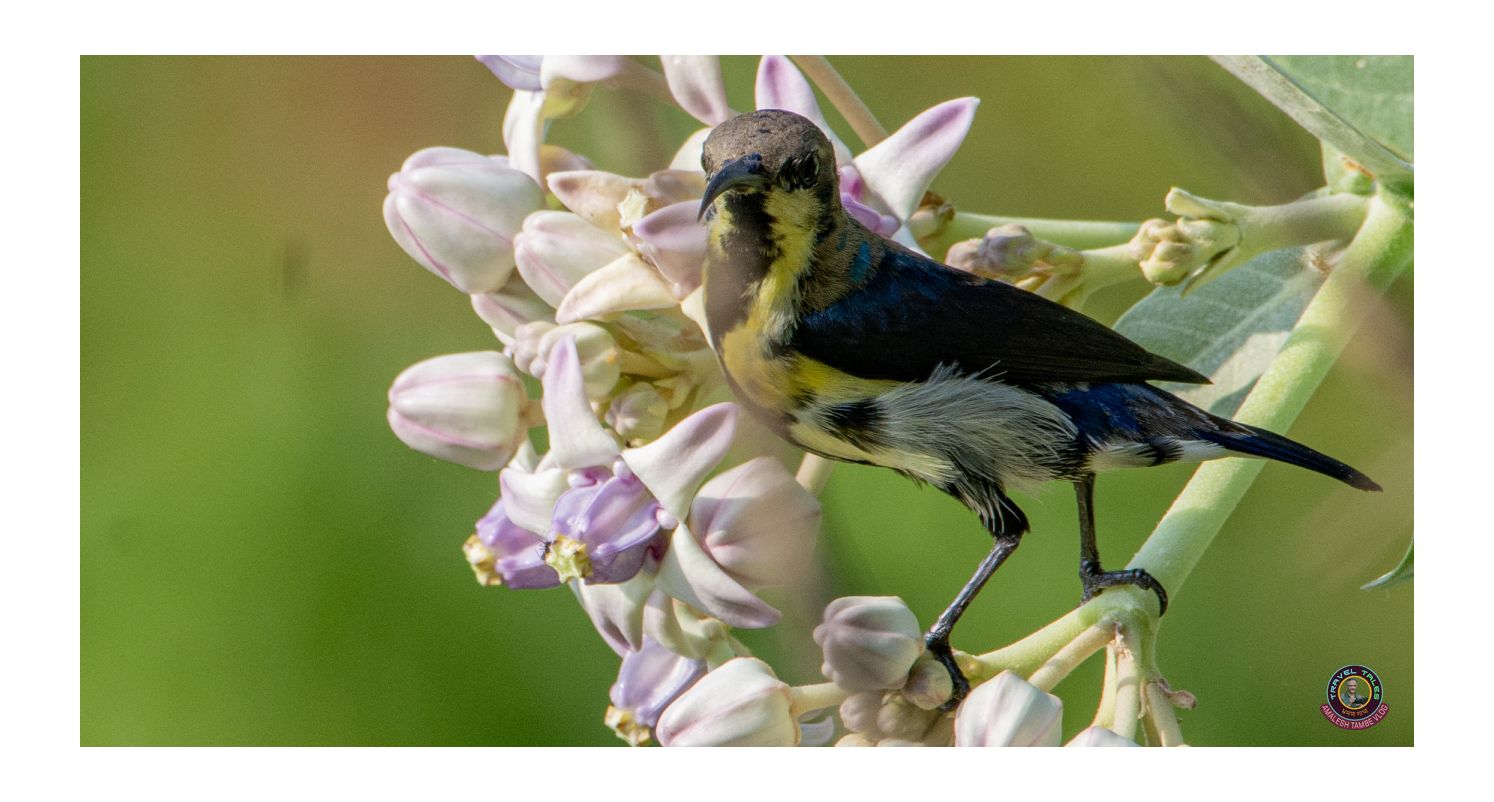 Recent bird photo