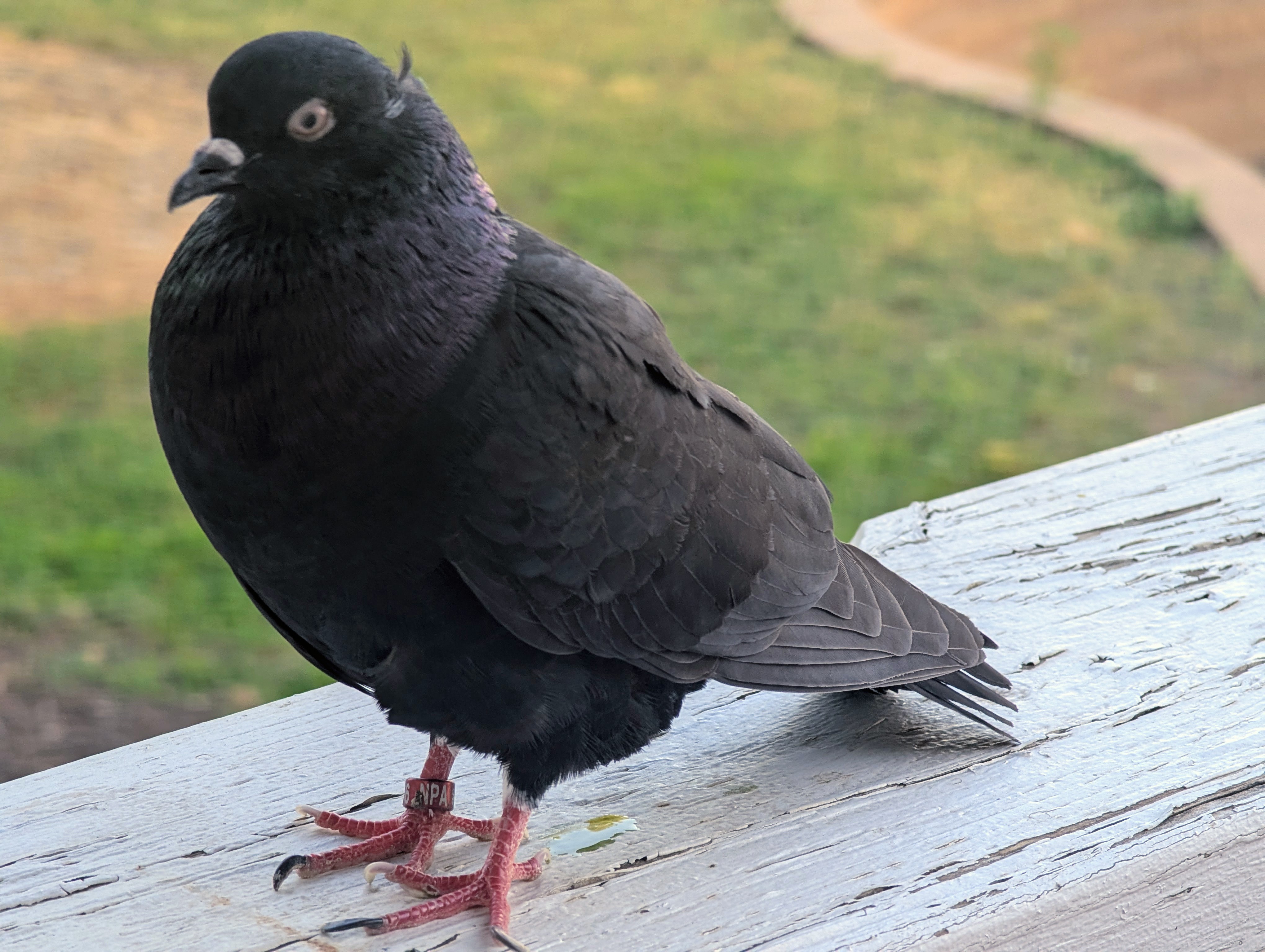 最近認識された鳥の写真