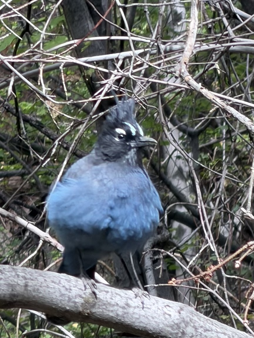 Recent bird photo