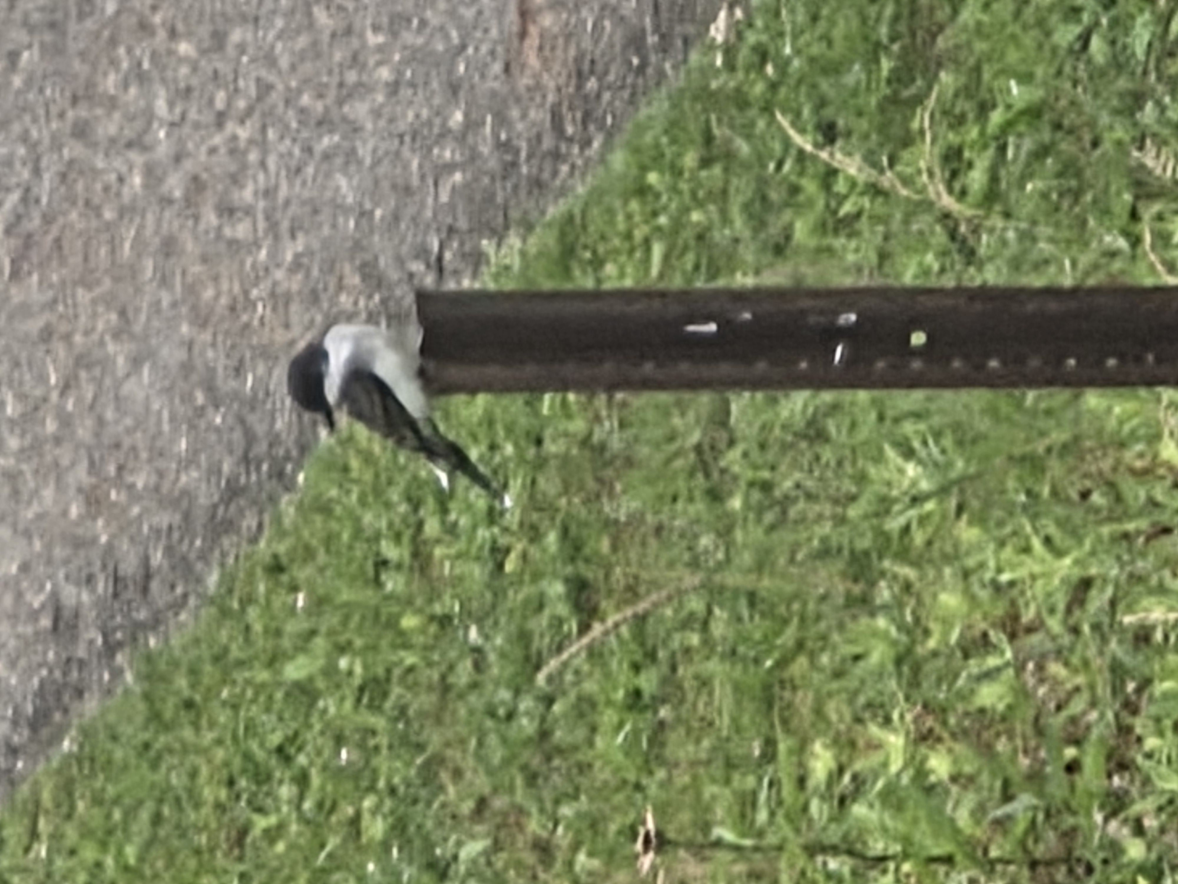 最近認識された鳥の写真