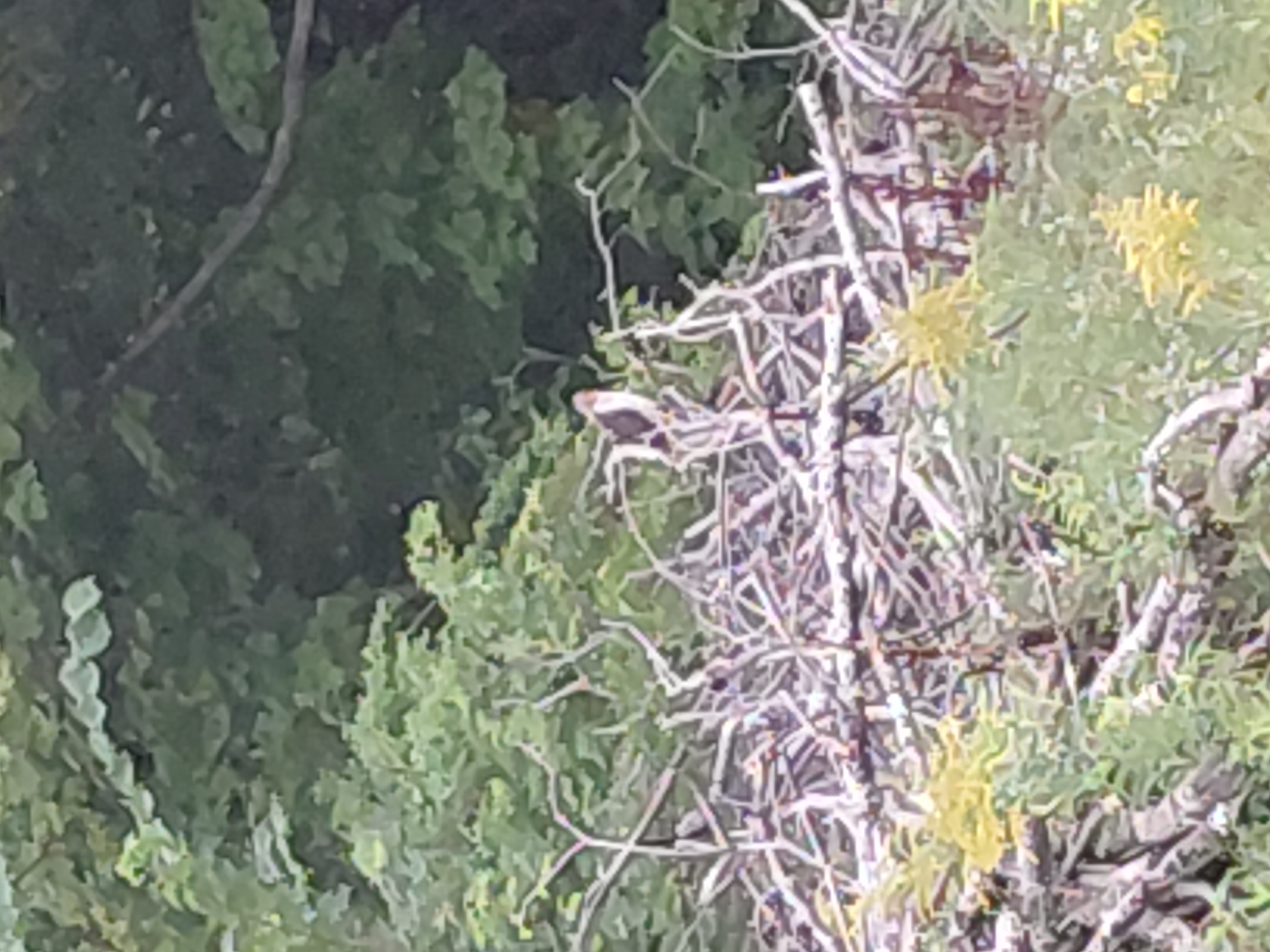 Recent bird photo