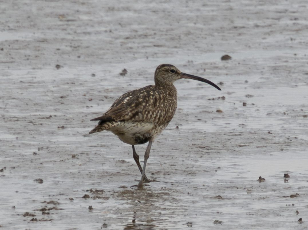 Whimbrel