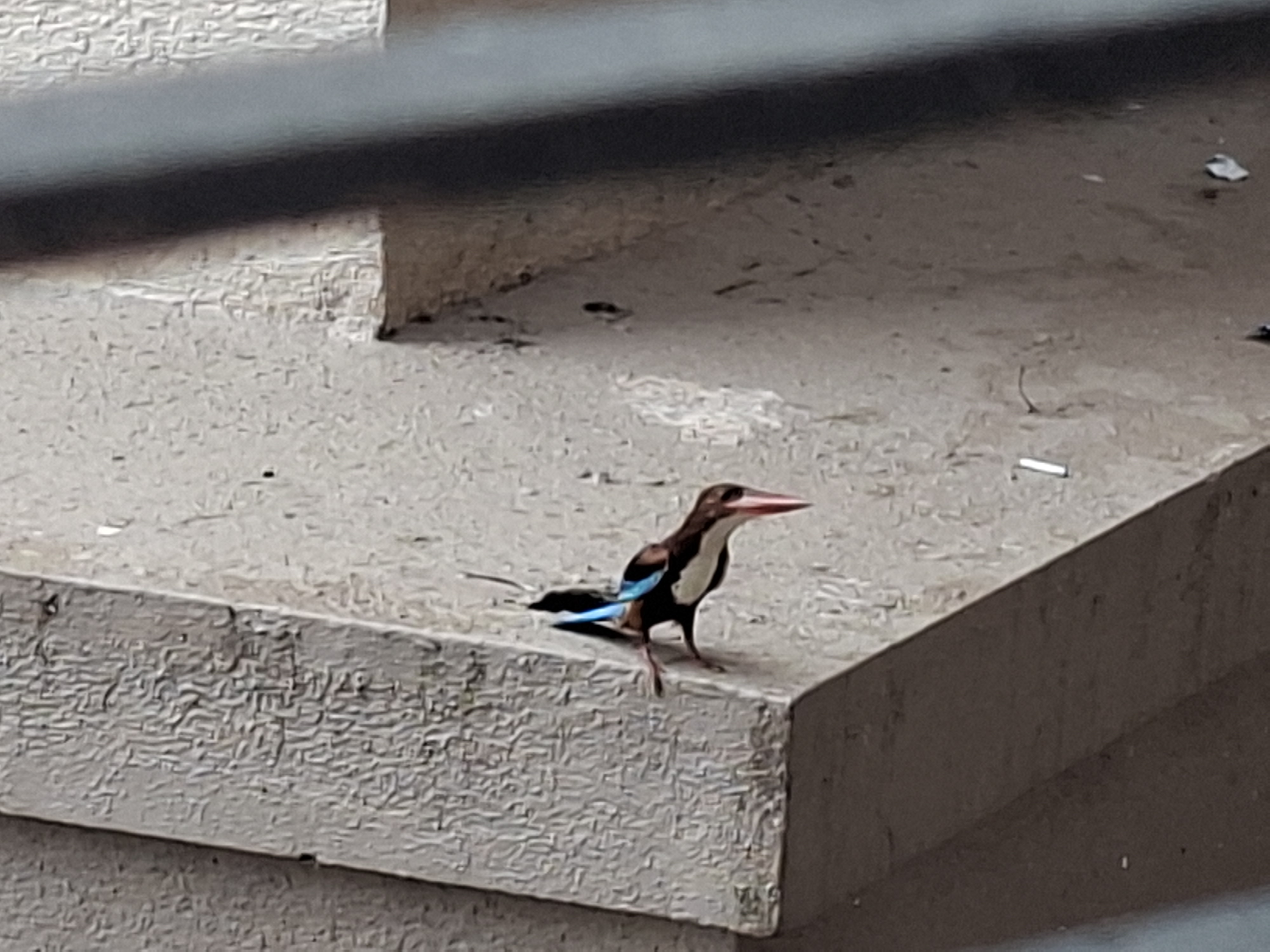 最近認識された鳥の写真