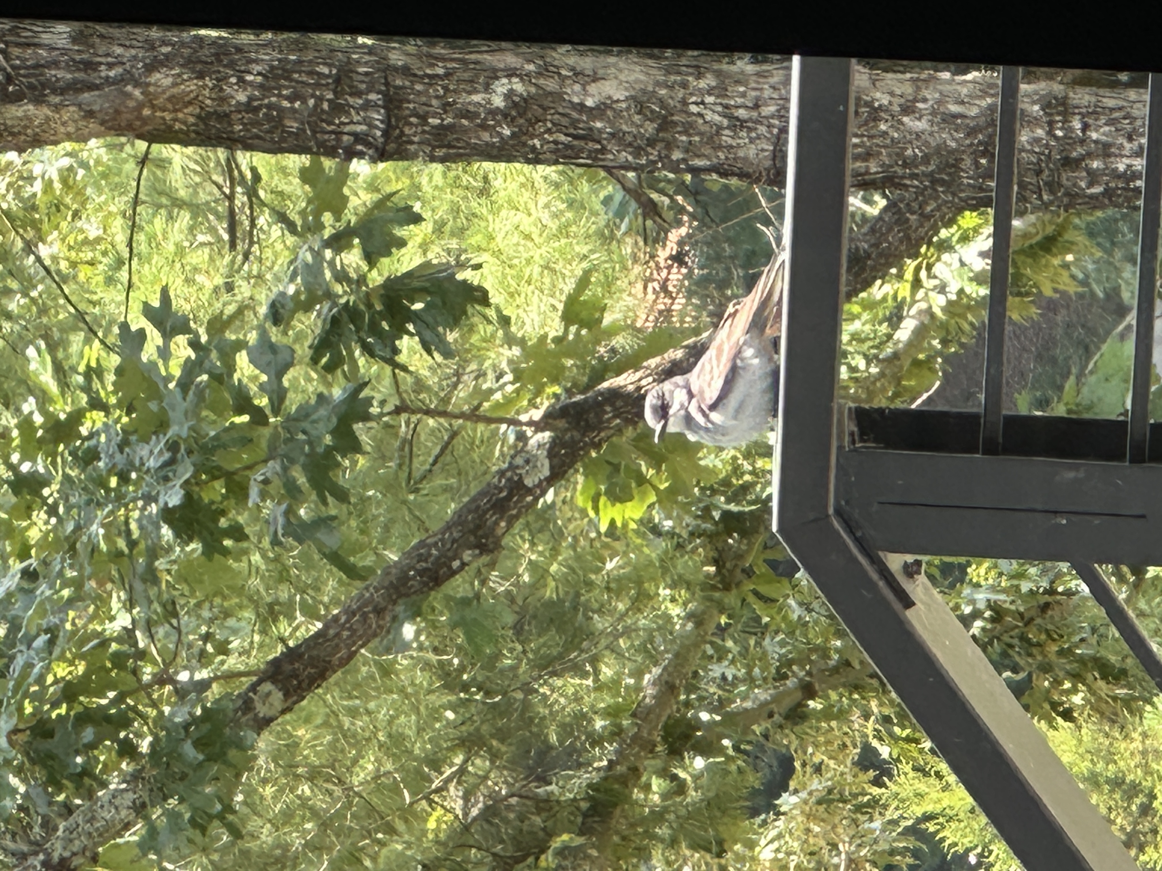 Recent bird photo