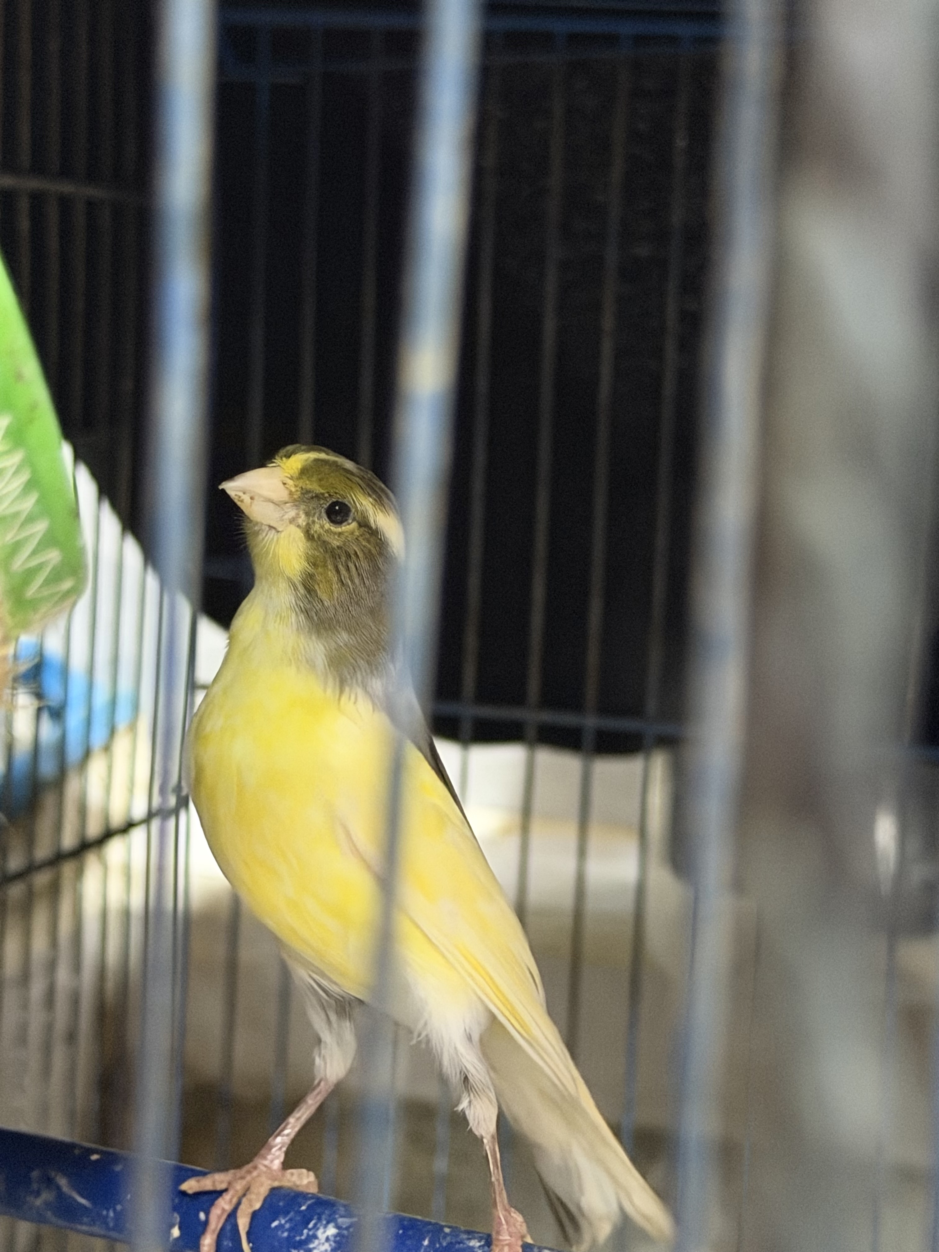 Recent bird photo