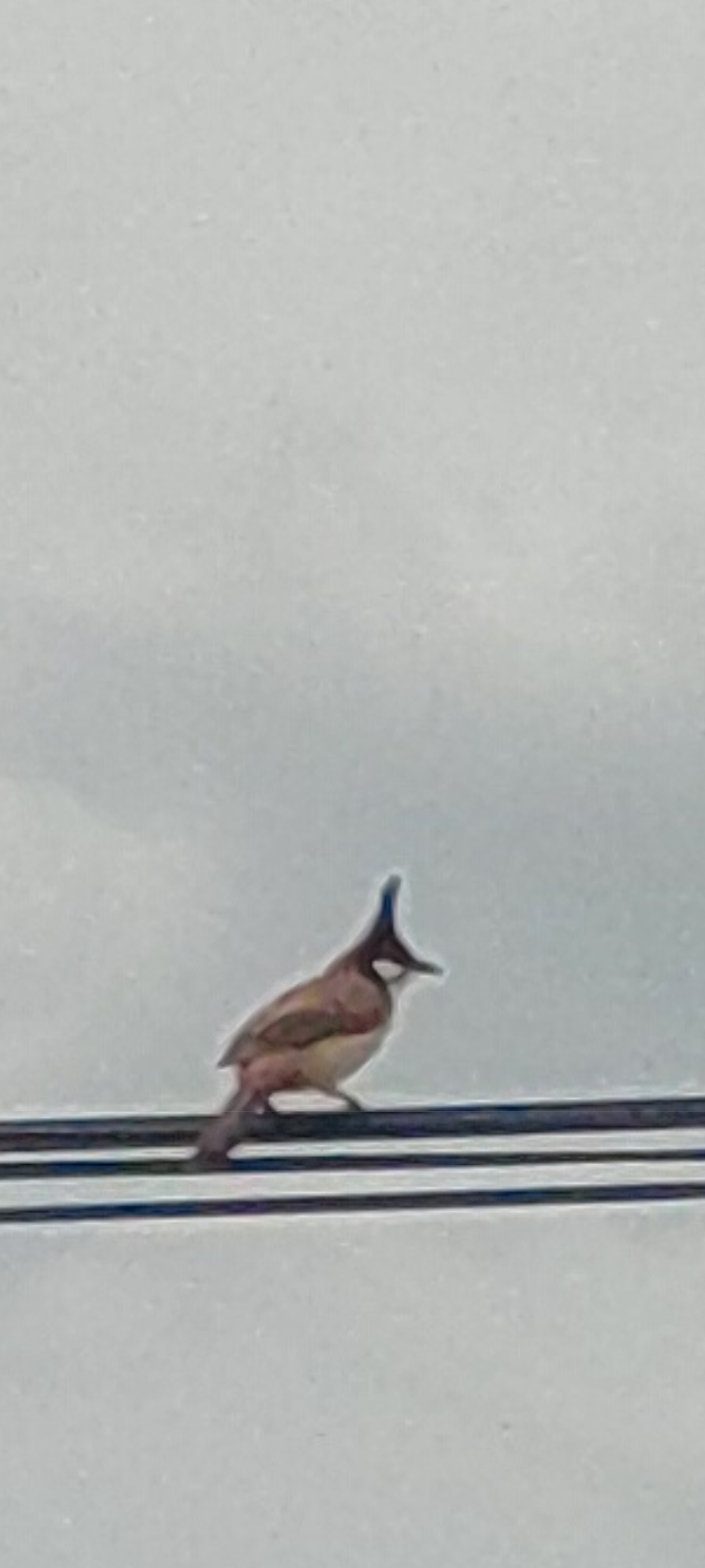 最近認識された鳥の写真