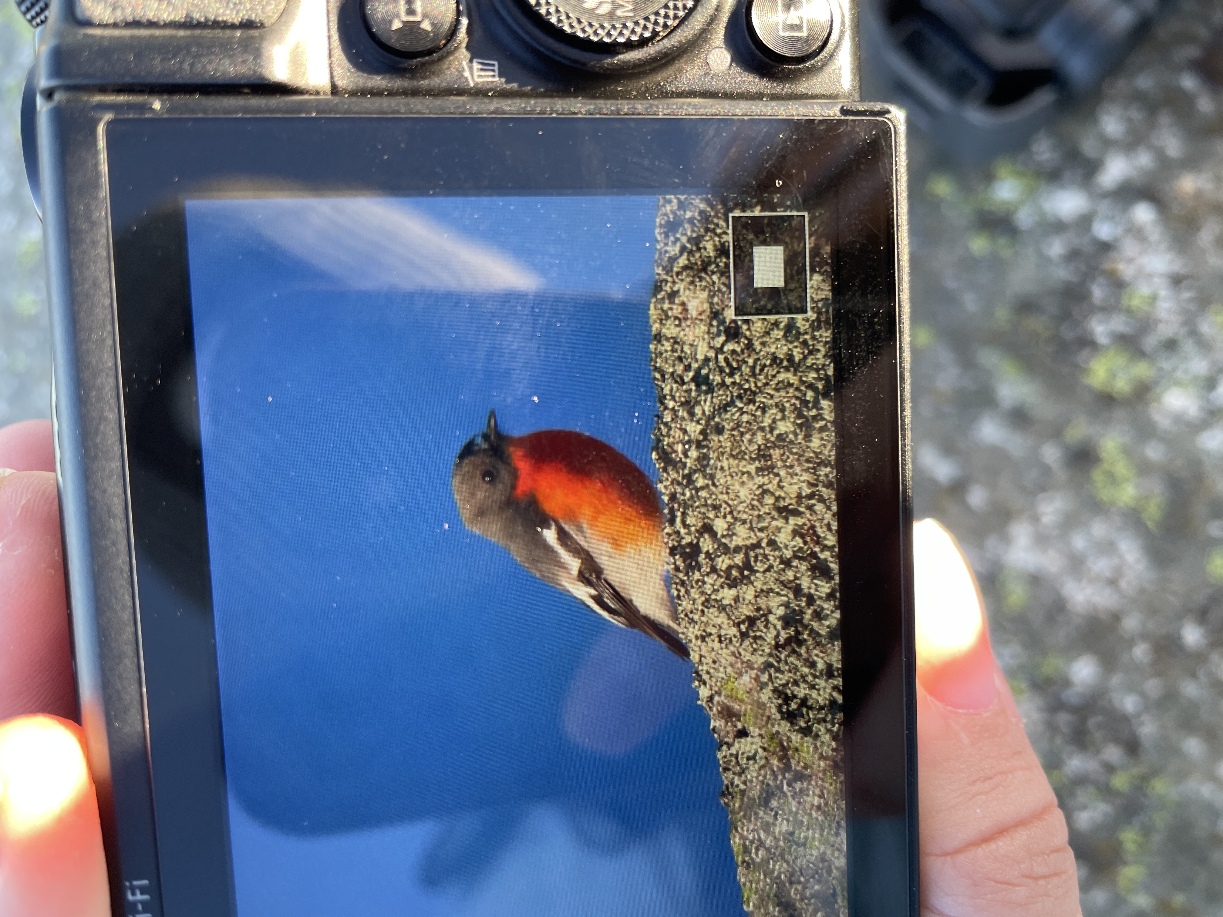 Recent bird photo