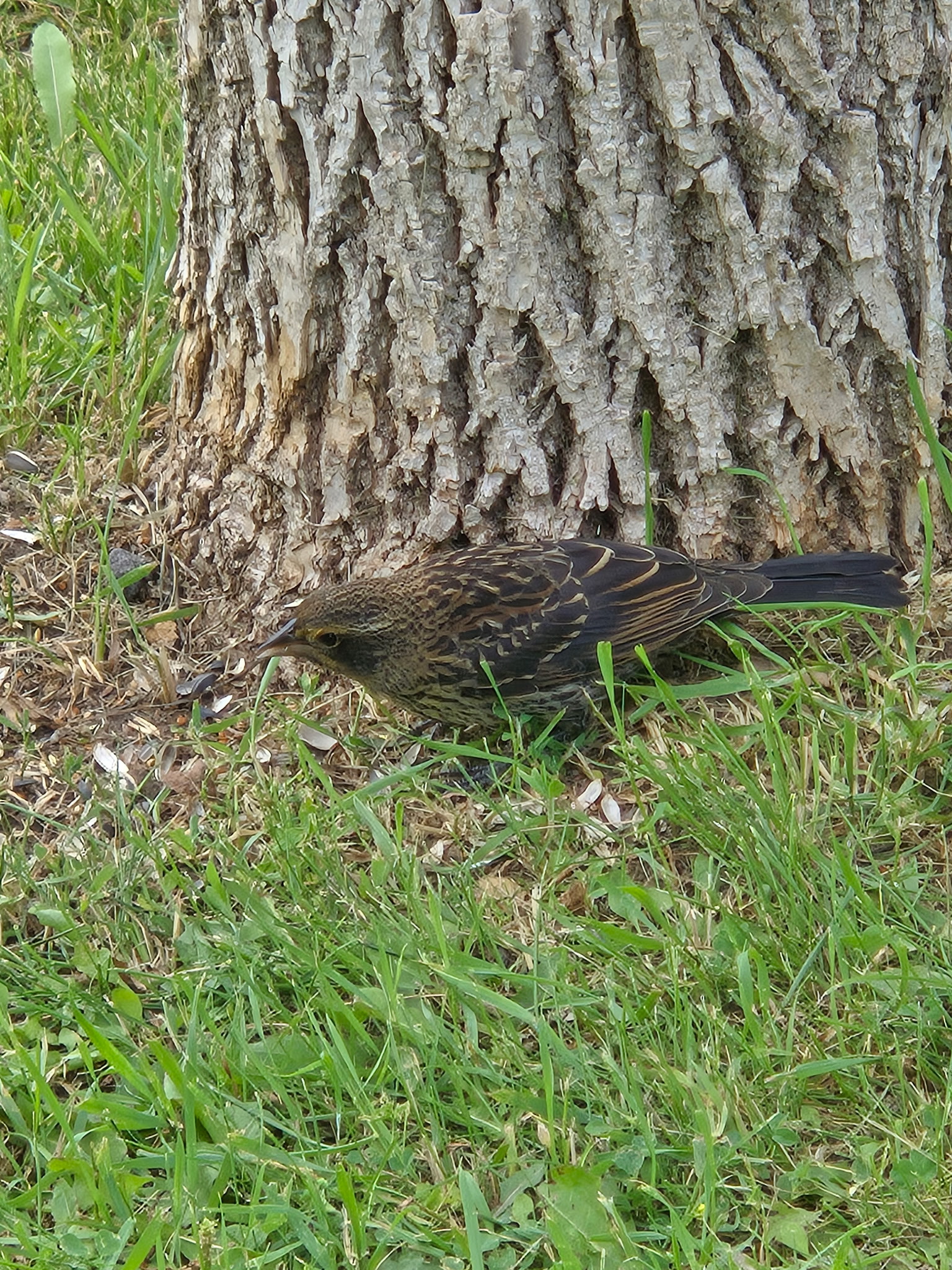 最近認識された鳥の写真