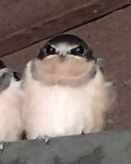 Recent bird photo