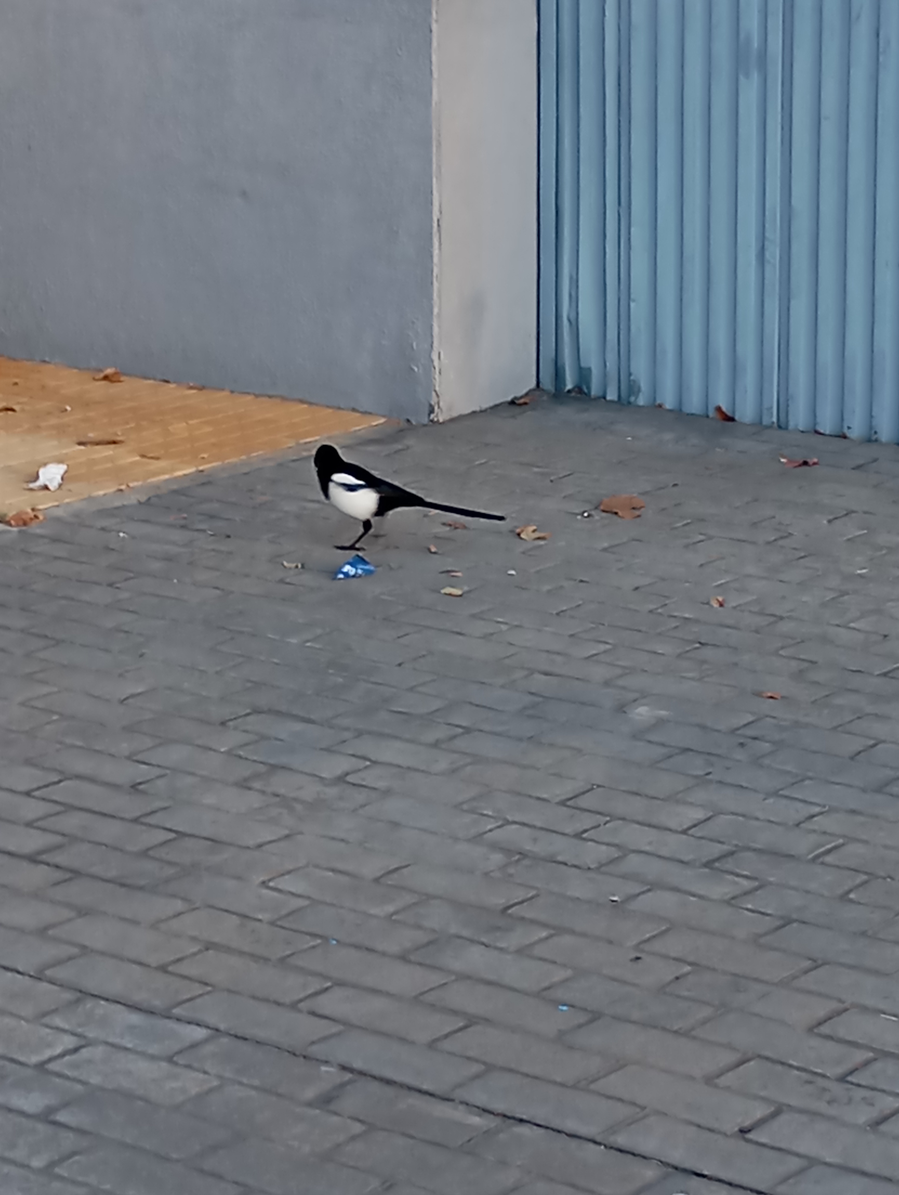 最近辨識的鳥類圖片