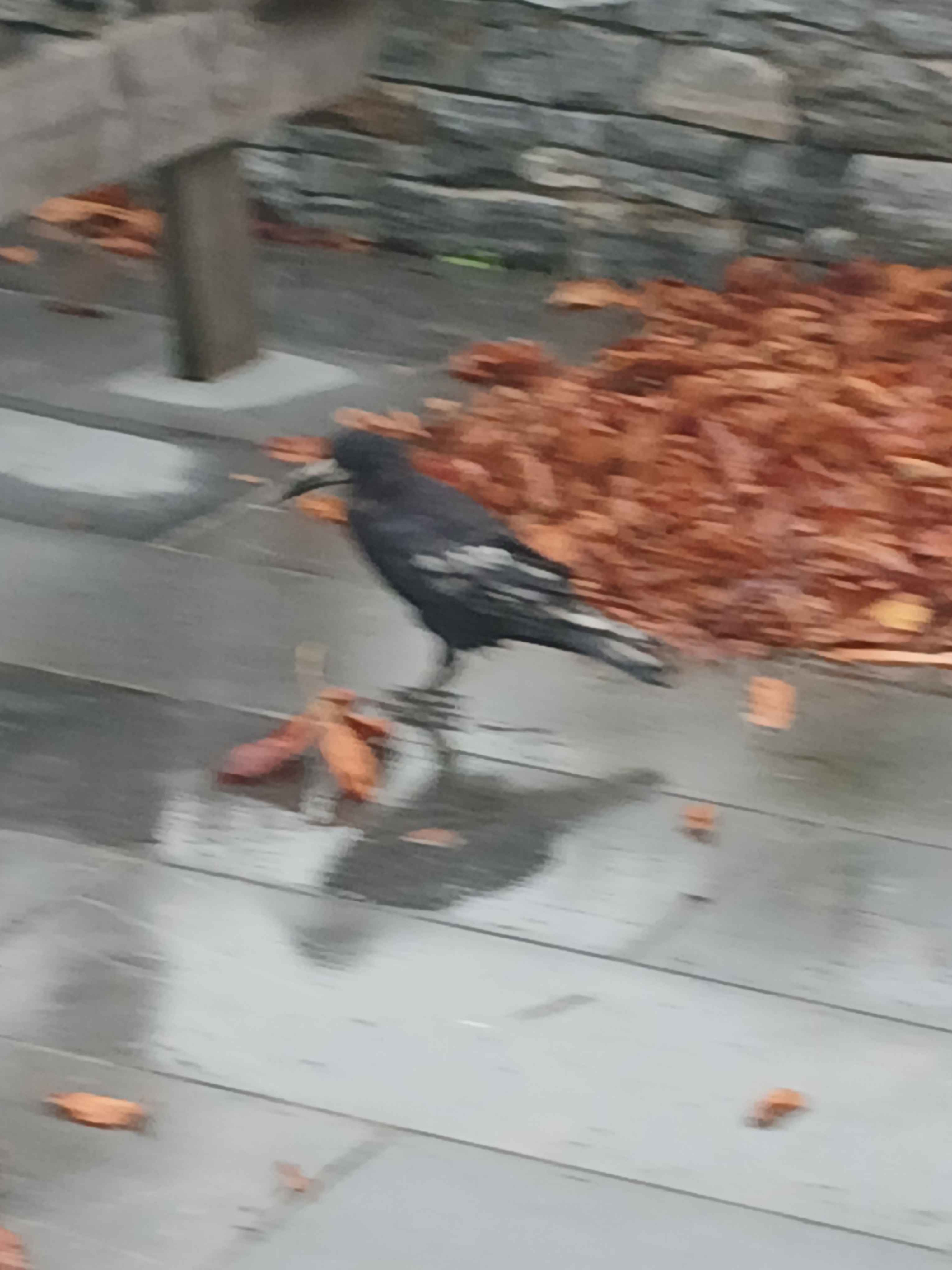 最近辨識的鳥類圖片