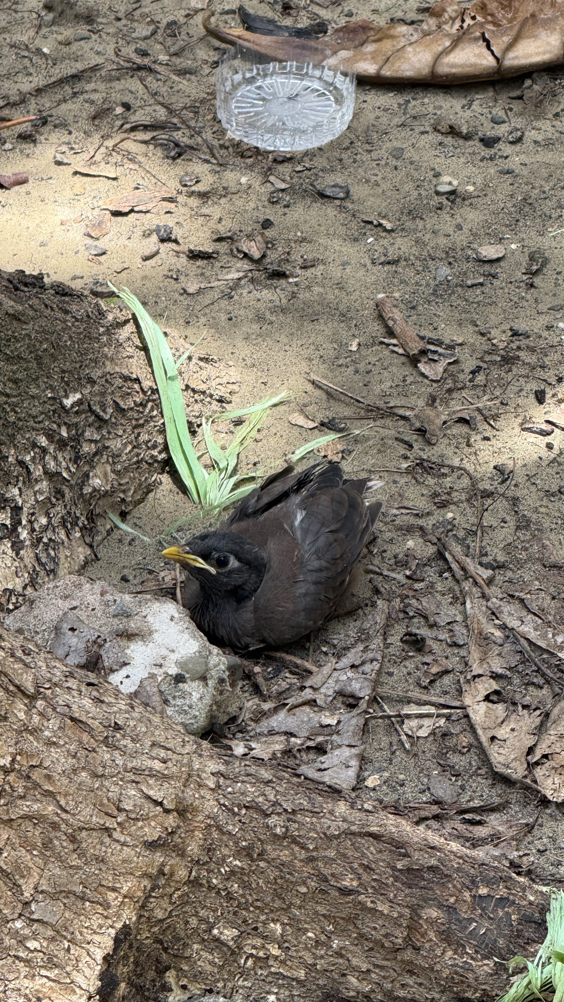 Recent bird photo