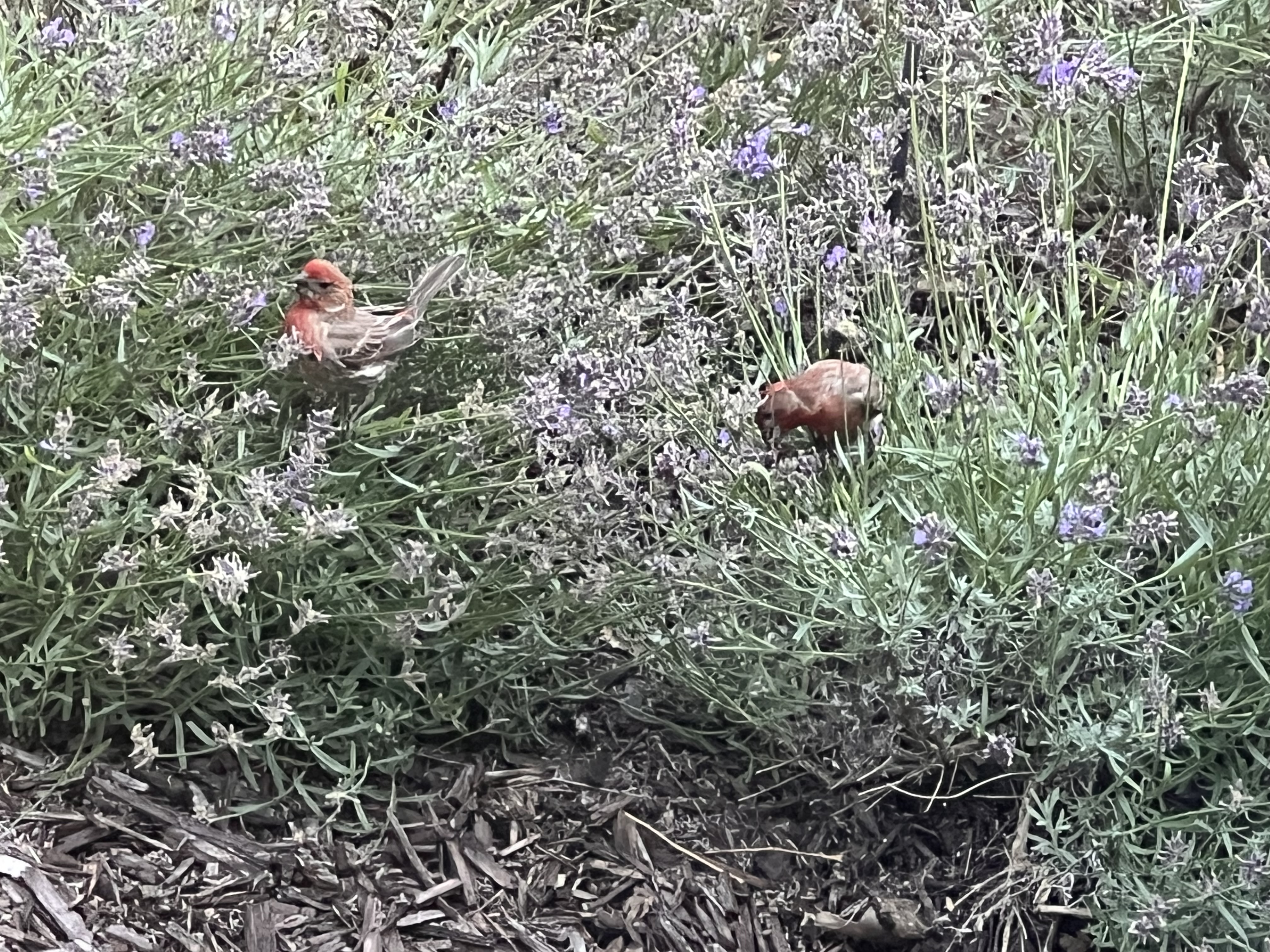 最近認識された鳥の写真