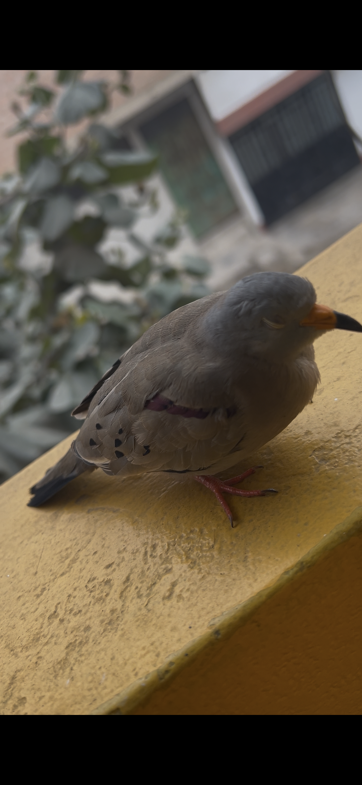 最近認識された鳥の写真
