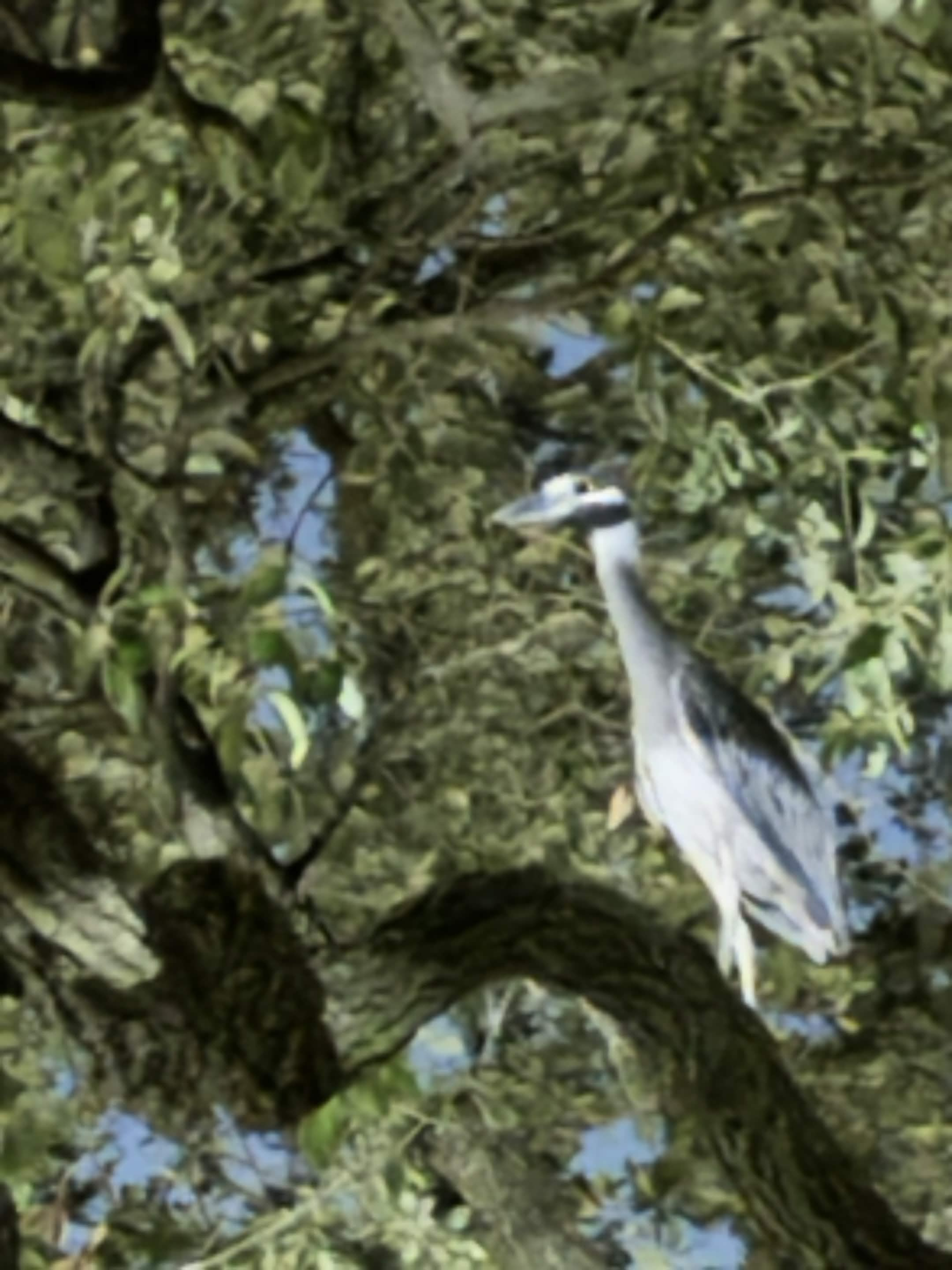 Yellow-crowned Night-Heron
