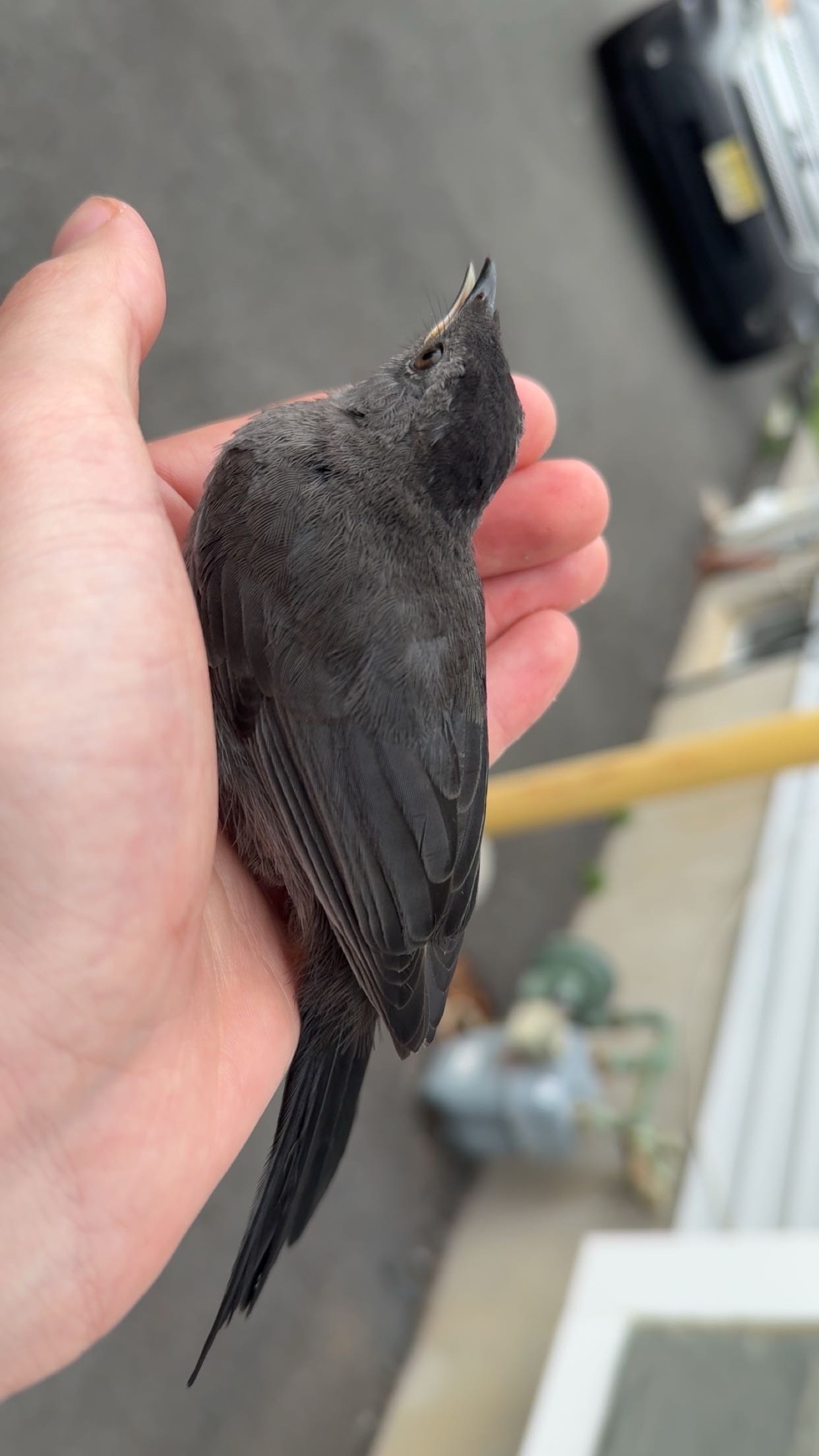 最近認識された鳥の写真