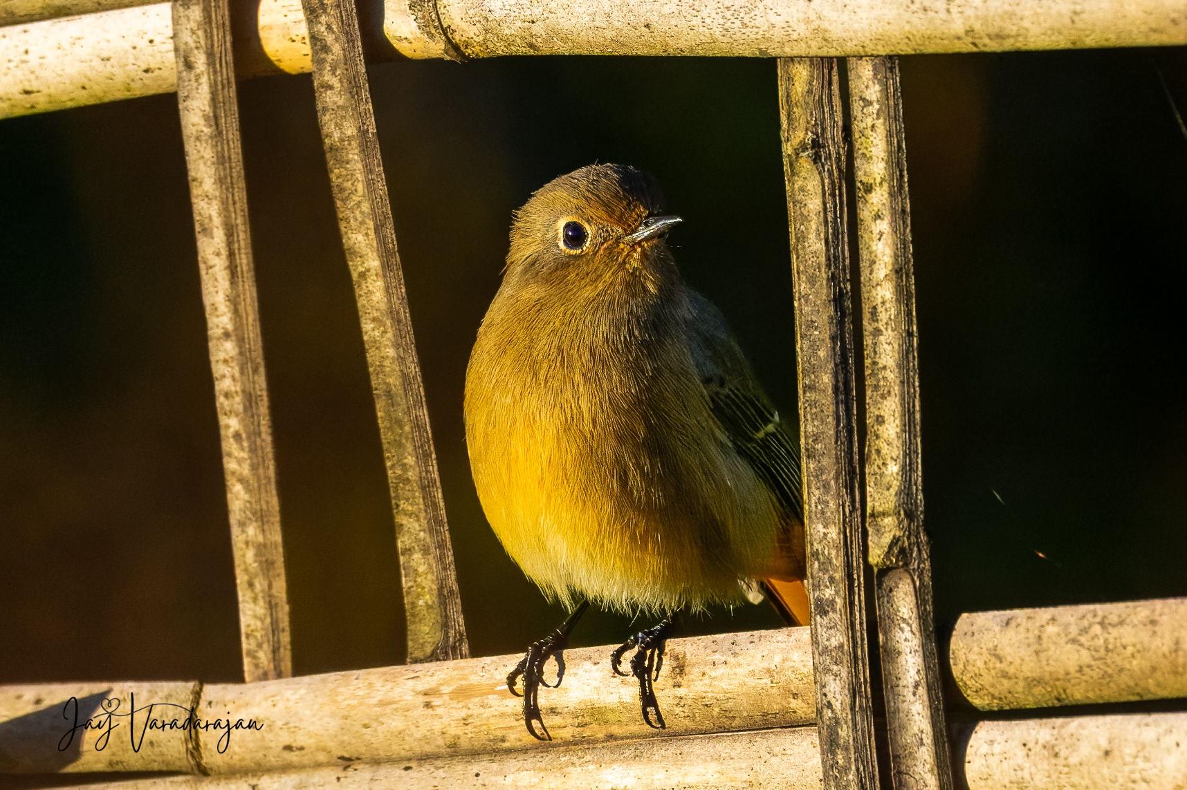 Recent bird photo