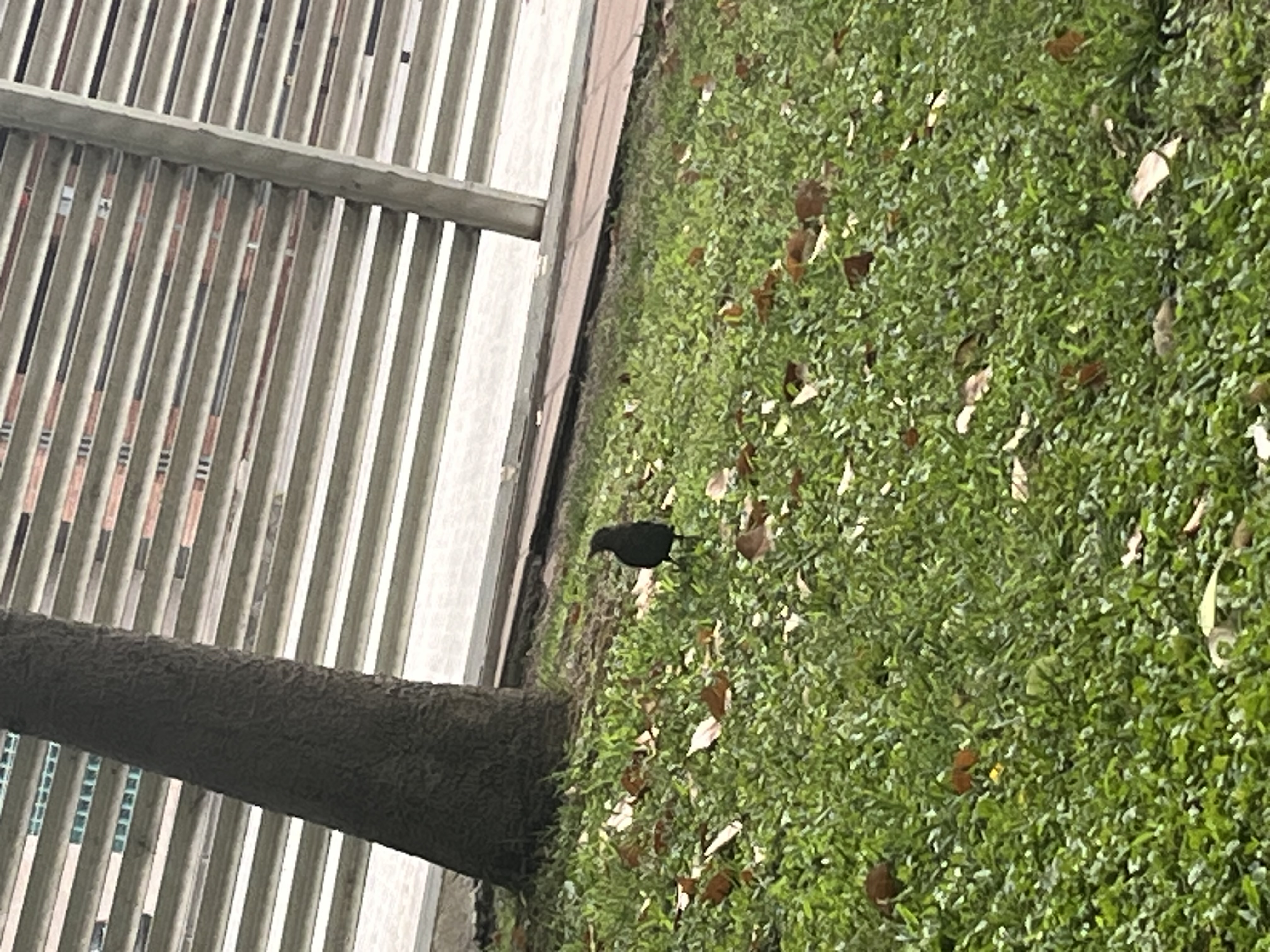 Mirlo Americano (Turdus migratorius)