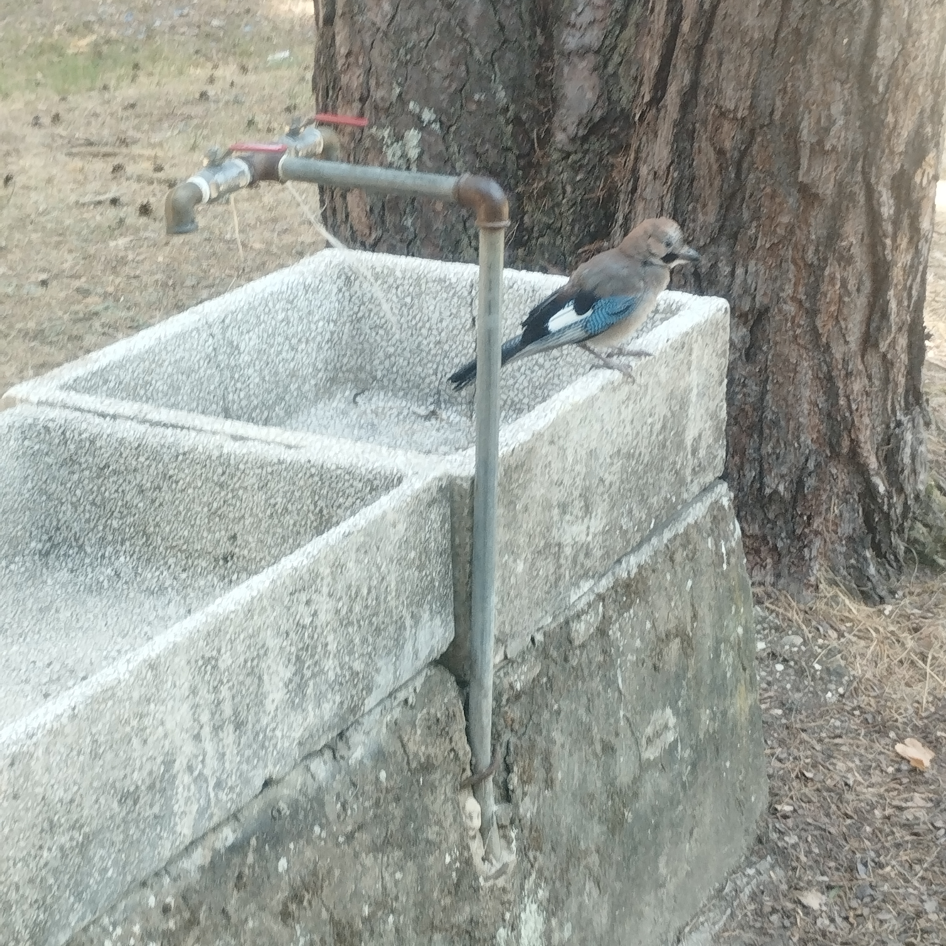 最近認識された鳥の写真