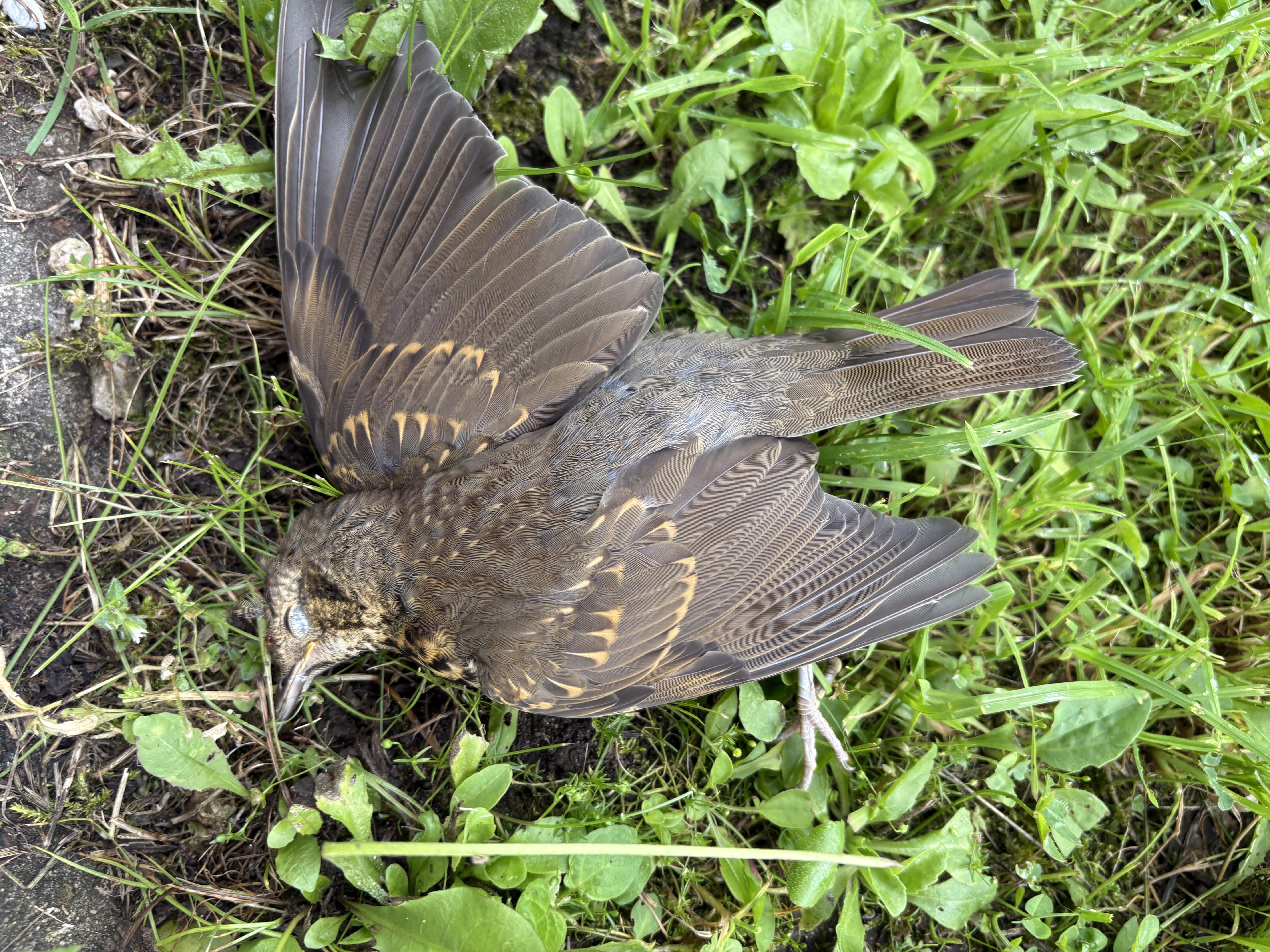 最近認識された鳥の写真