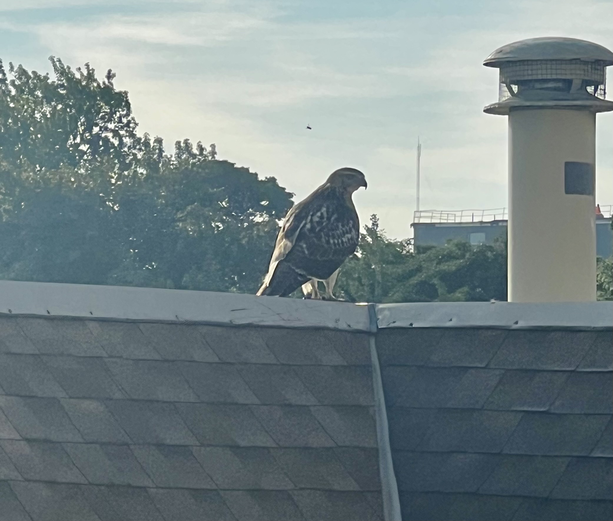 Recent bird photo
