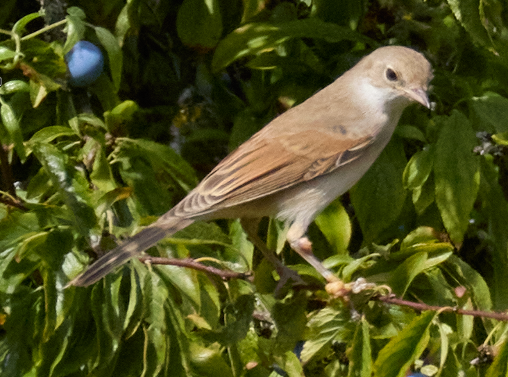 Recent bird photo