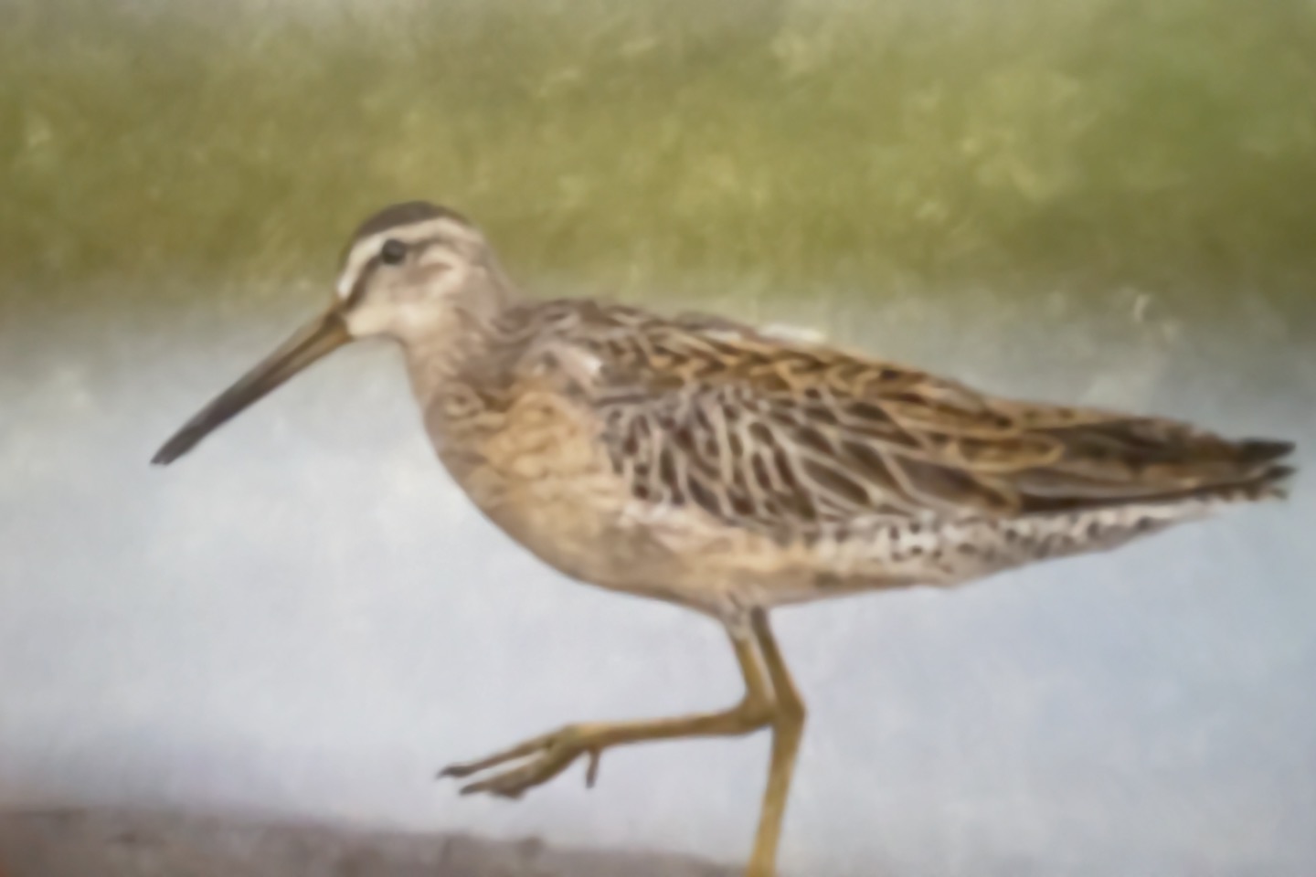 Wilson's Snipe