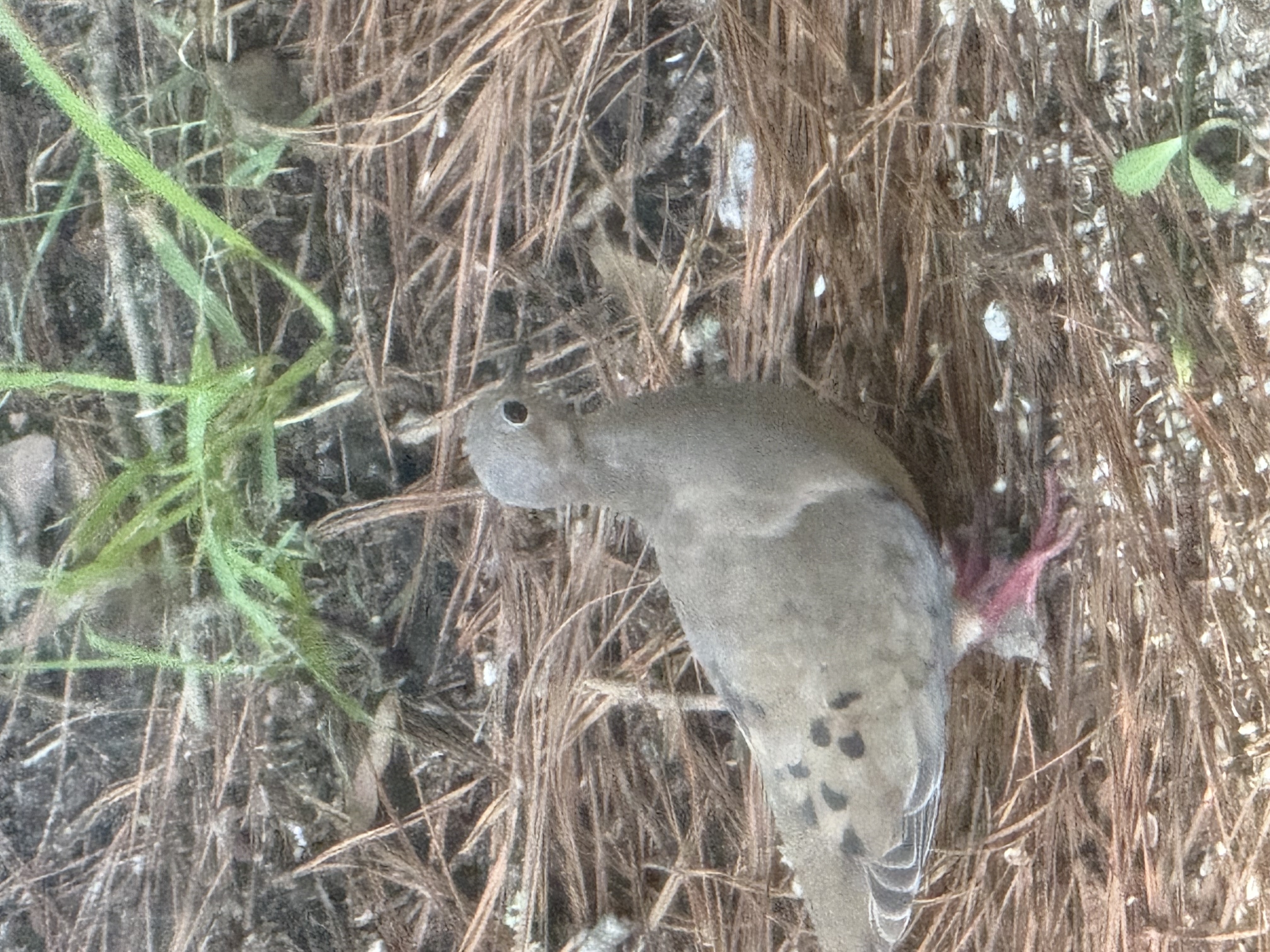 Spotted Dove