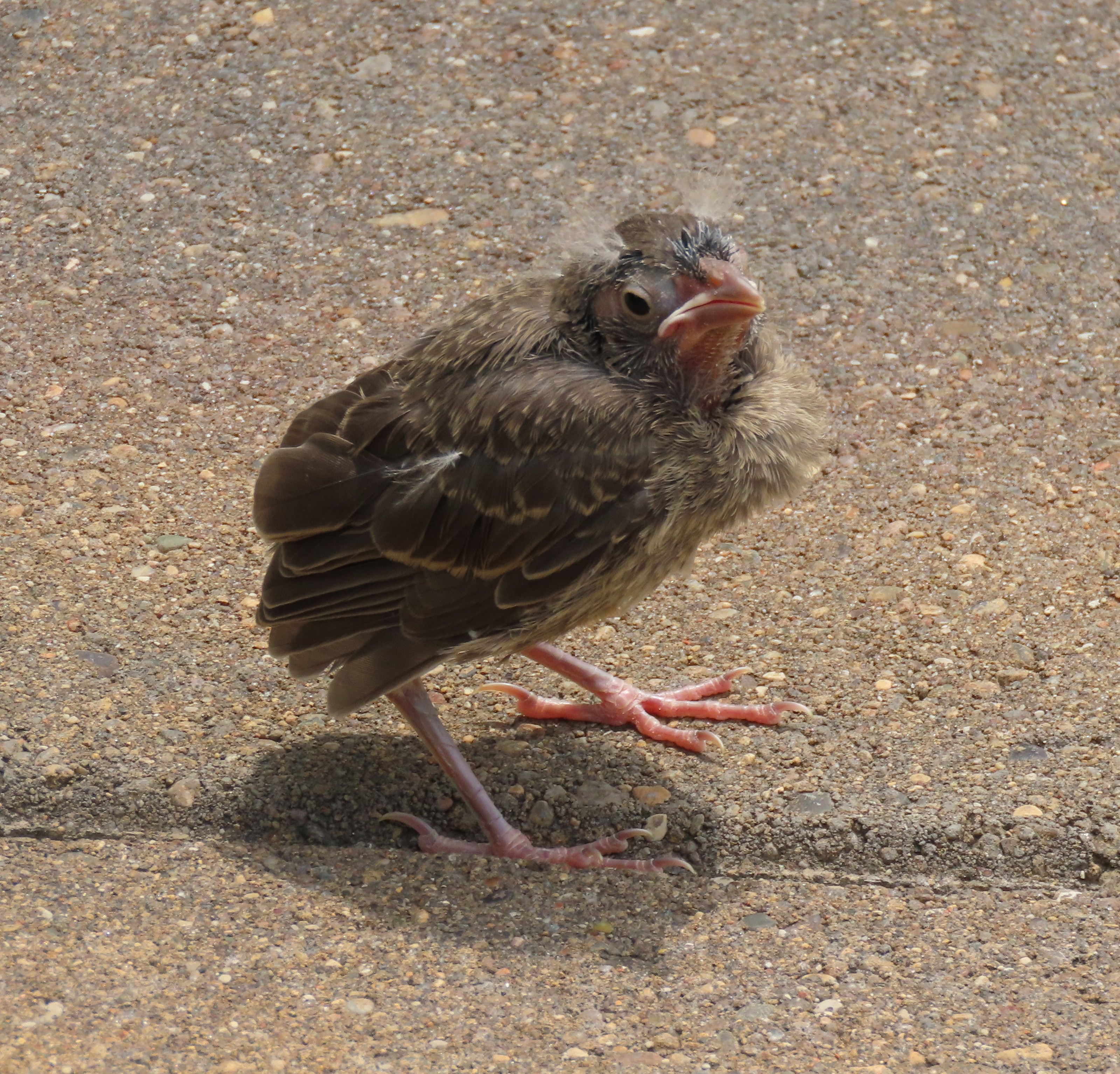 最近認識された鳥の写真