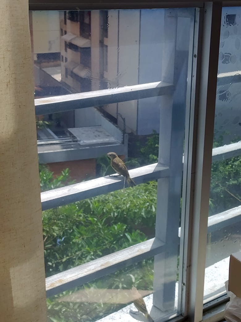 Recent bird photo