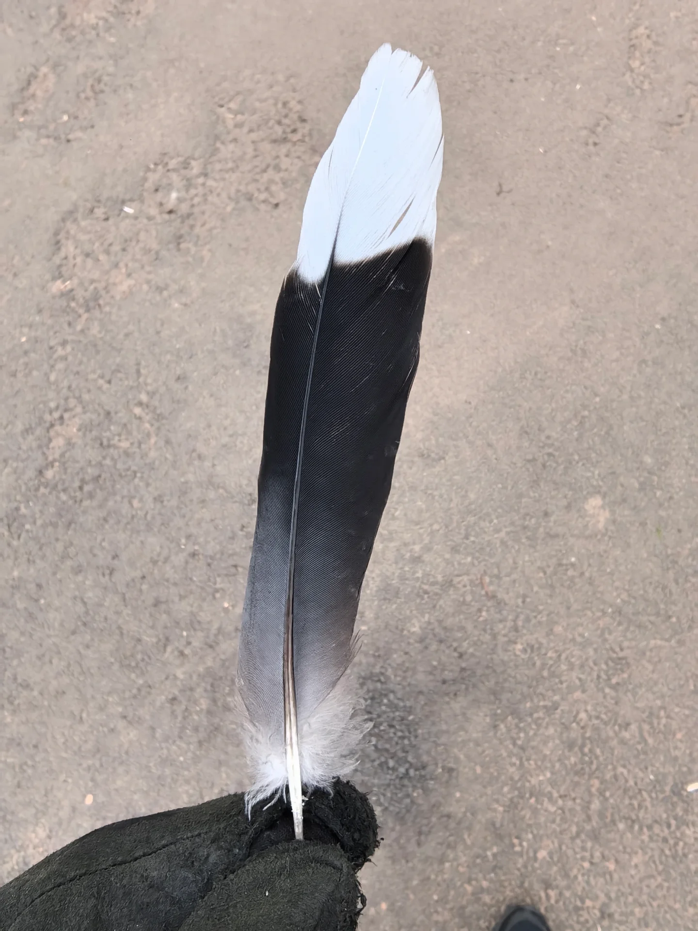 最近認識された鳥の写真